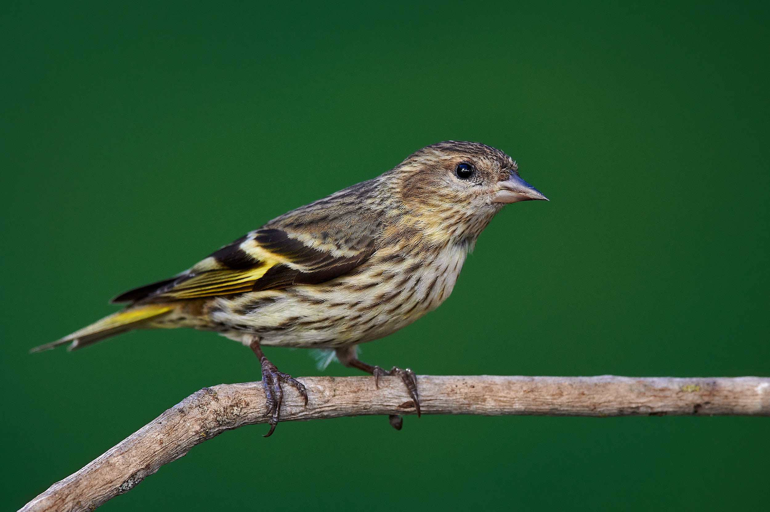 Pine Siskin