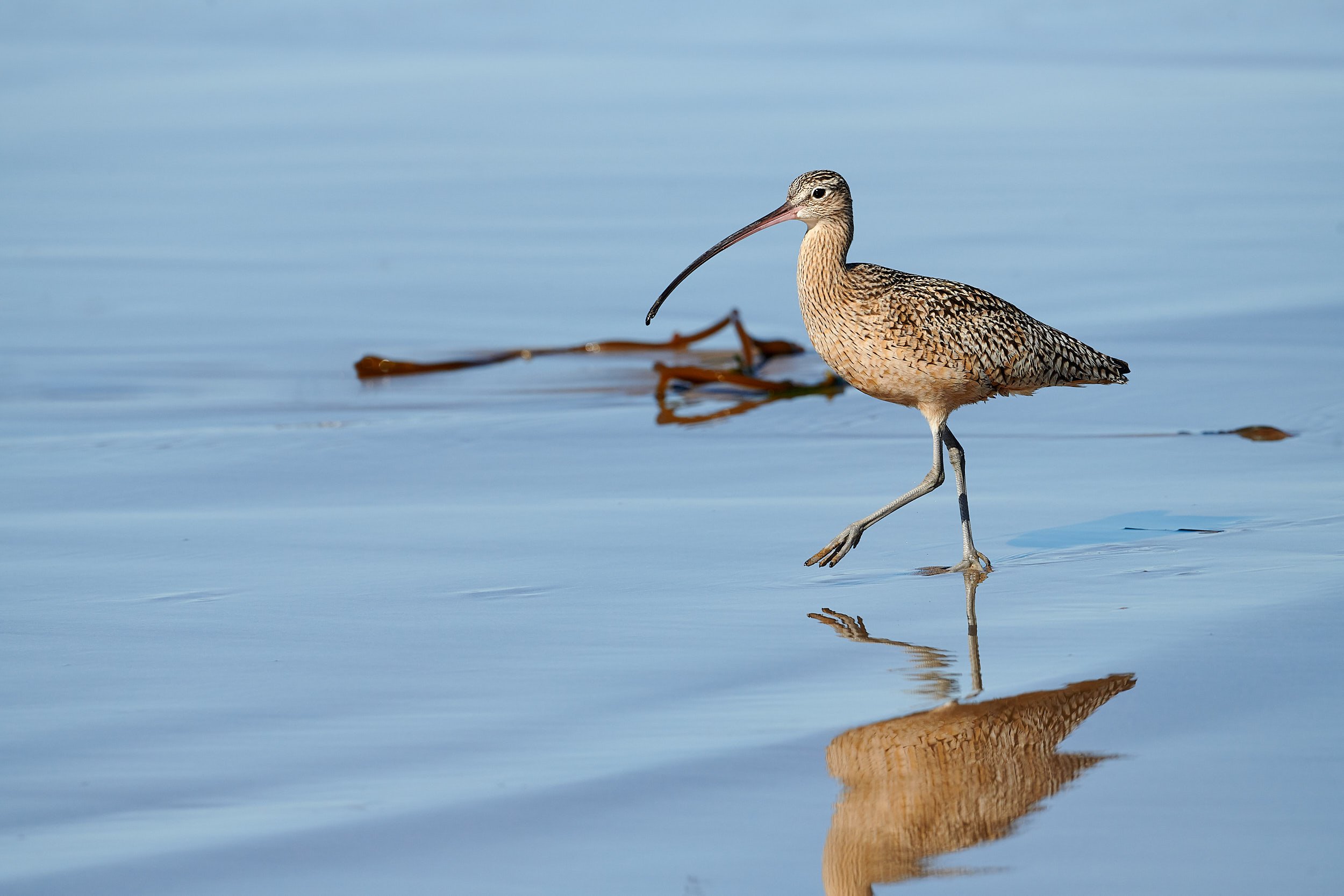 Long-billed Curlew