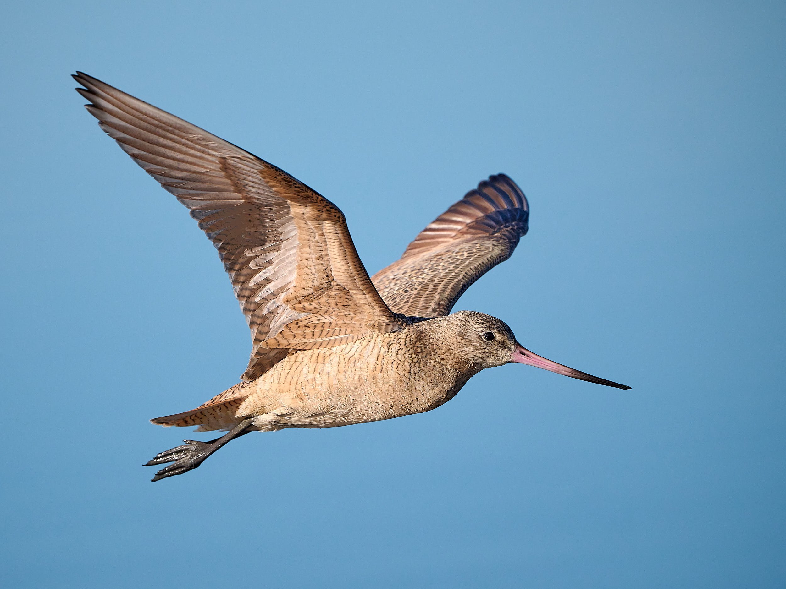Marbled Godwit