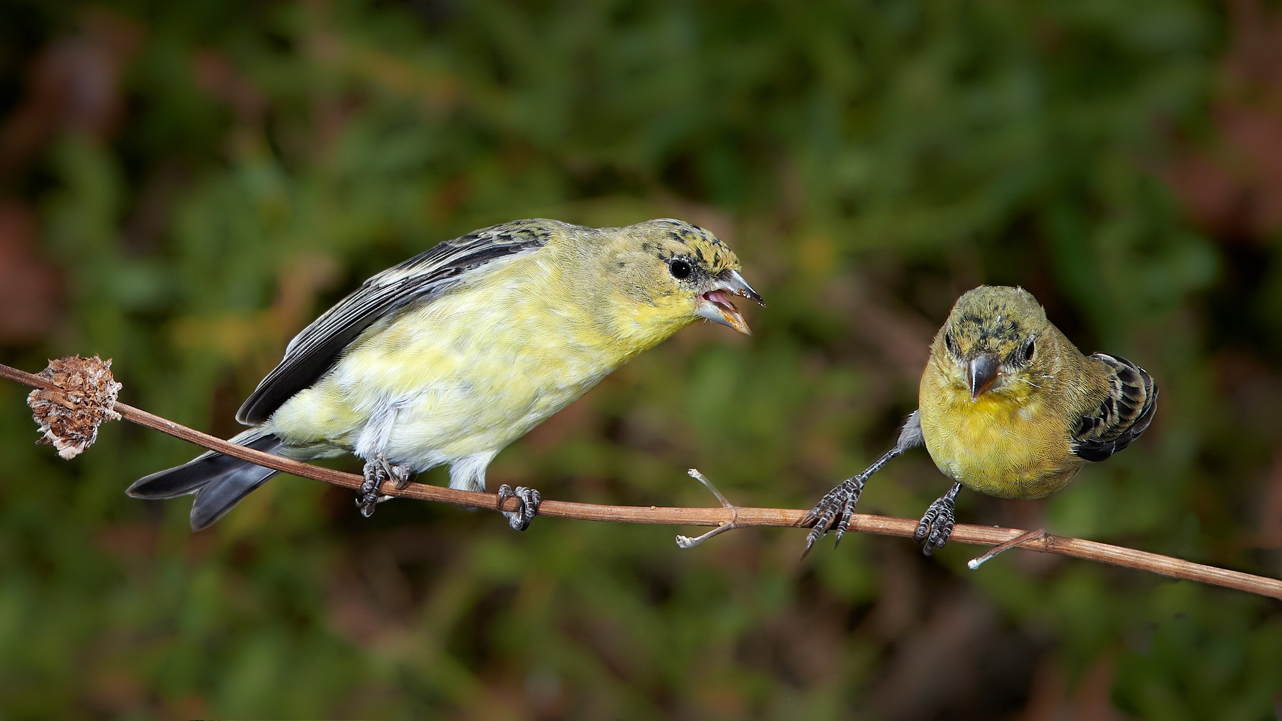 Lesser Goldfinch