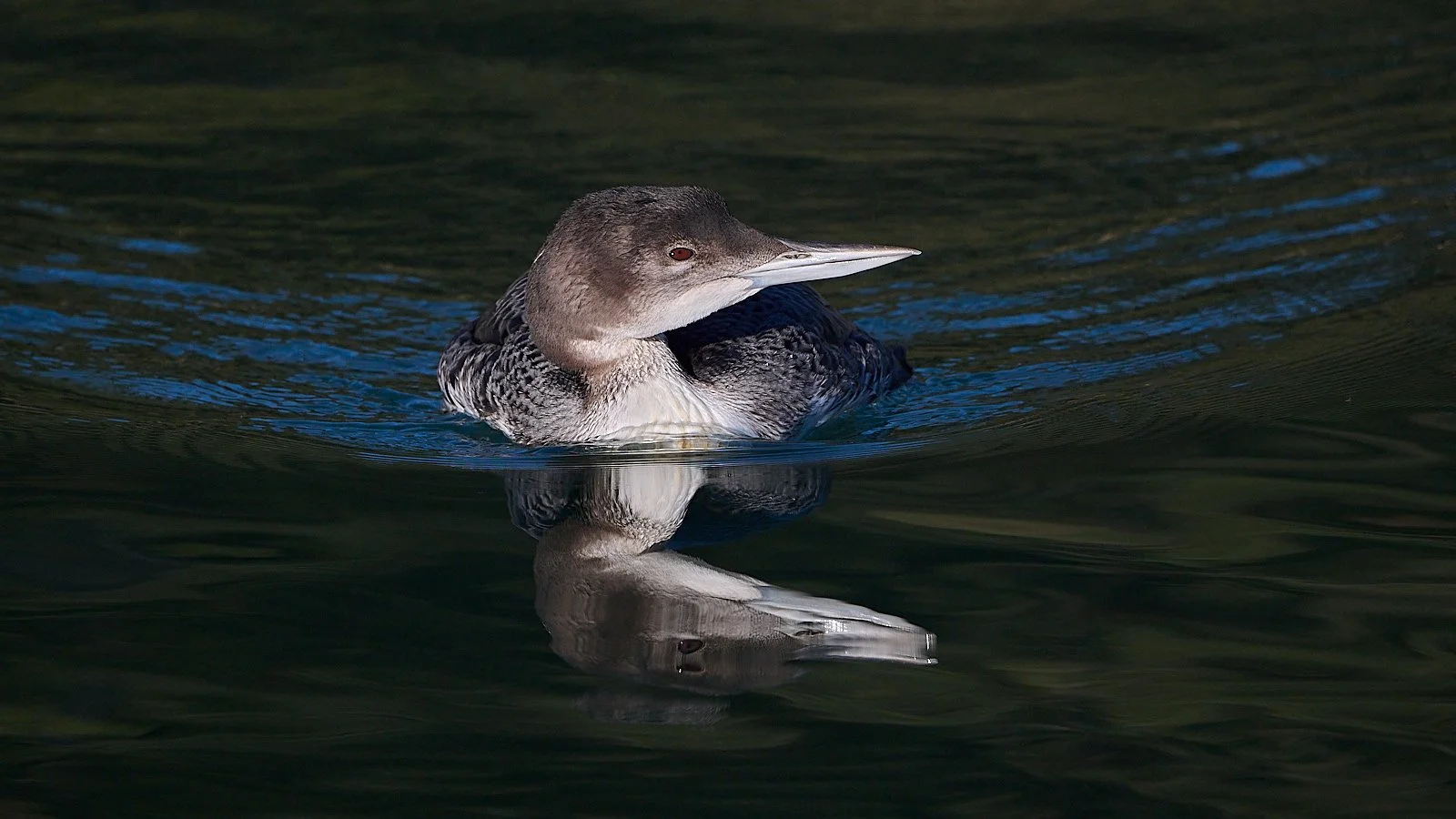 Common Loon