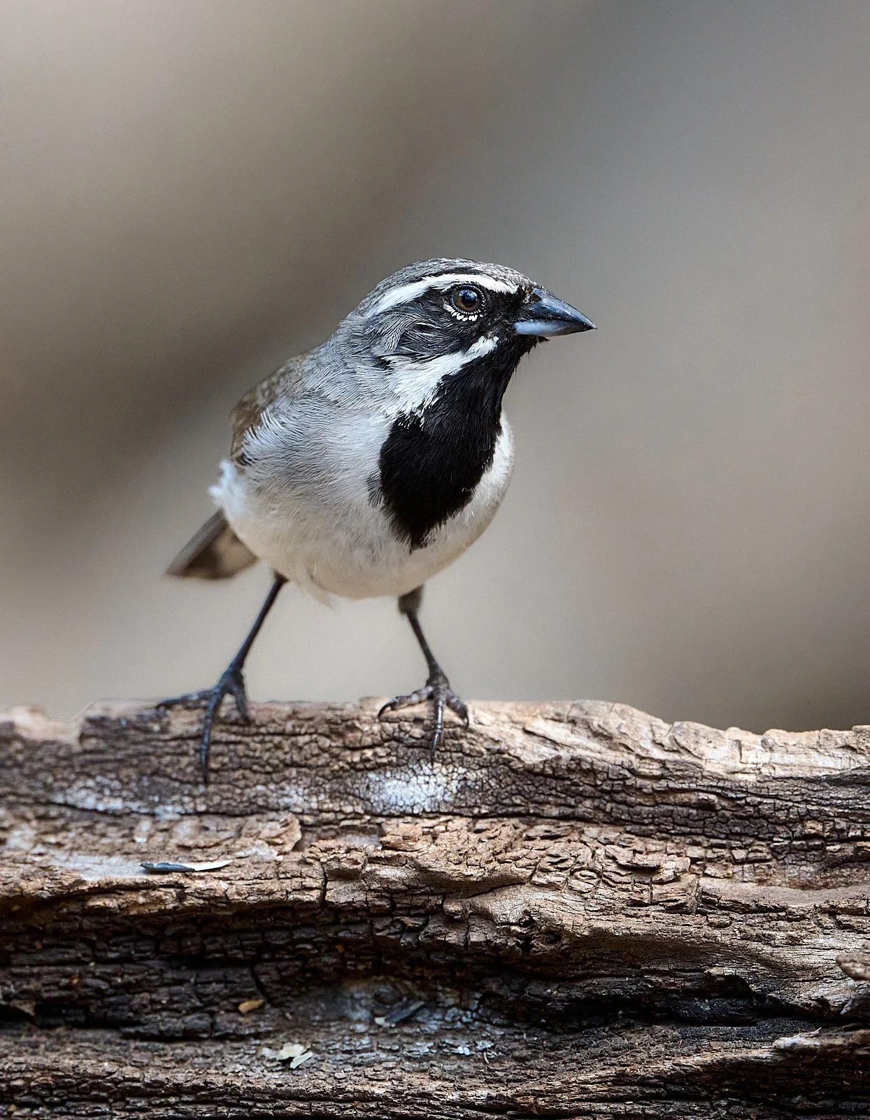 Black-throated Sparrow