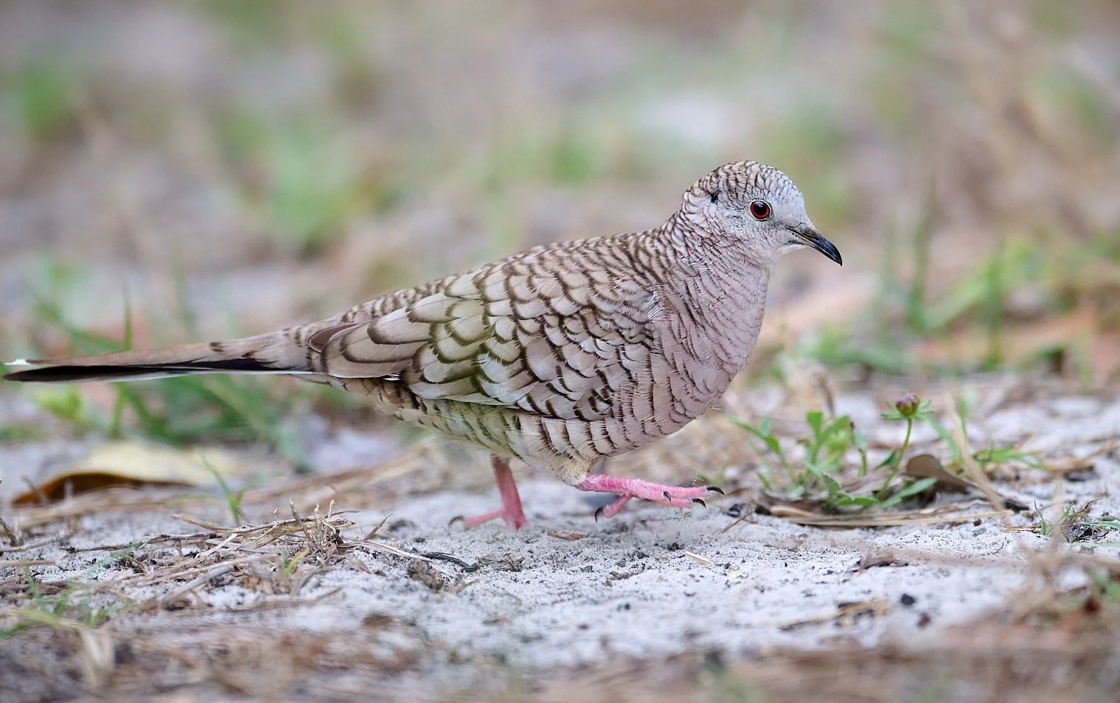 Inca Dove