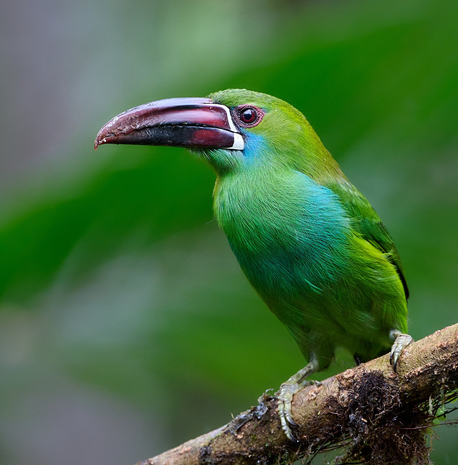 Crimson-rumped Toucanet