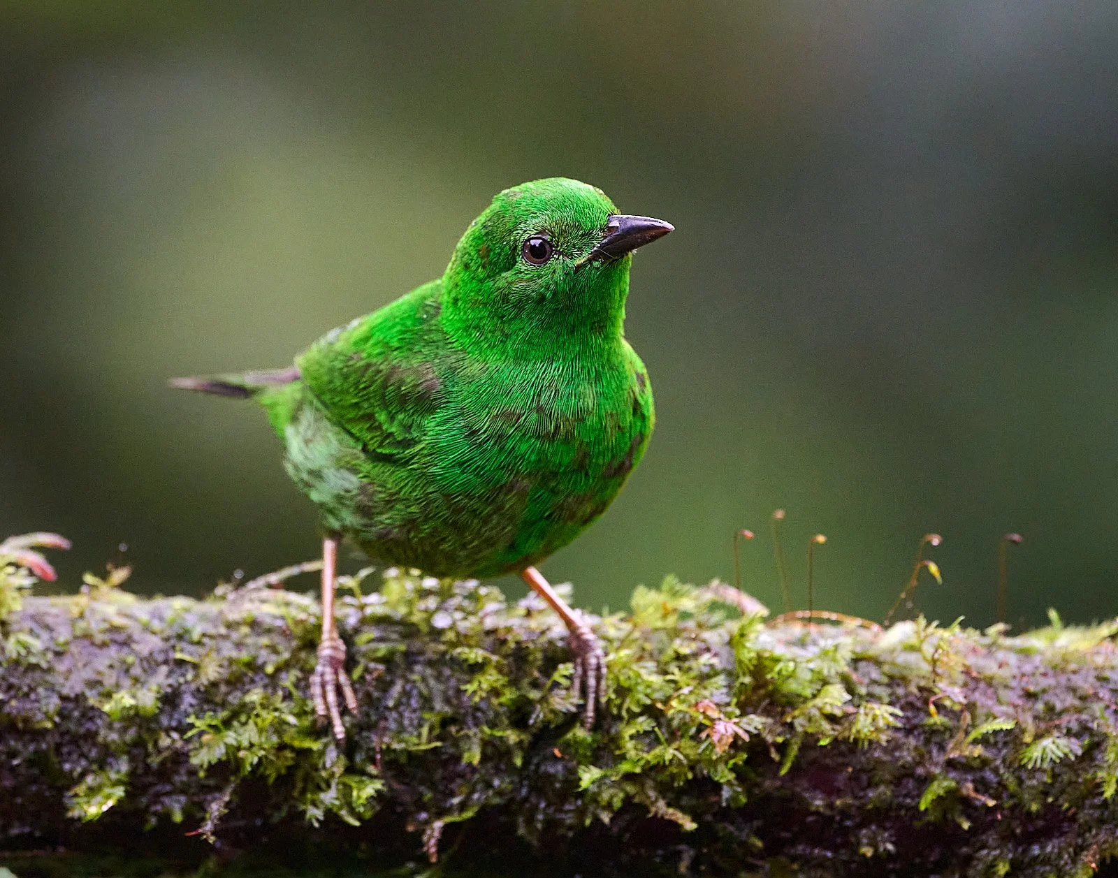 Glistening-green Tanager