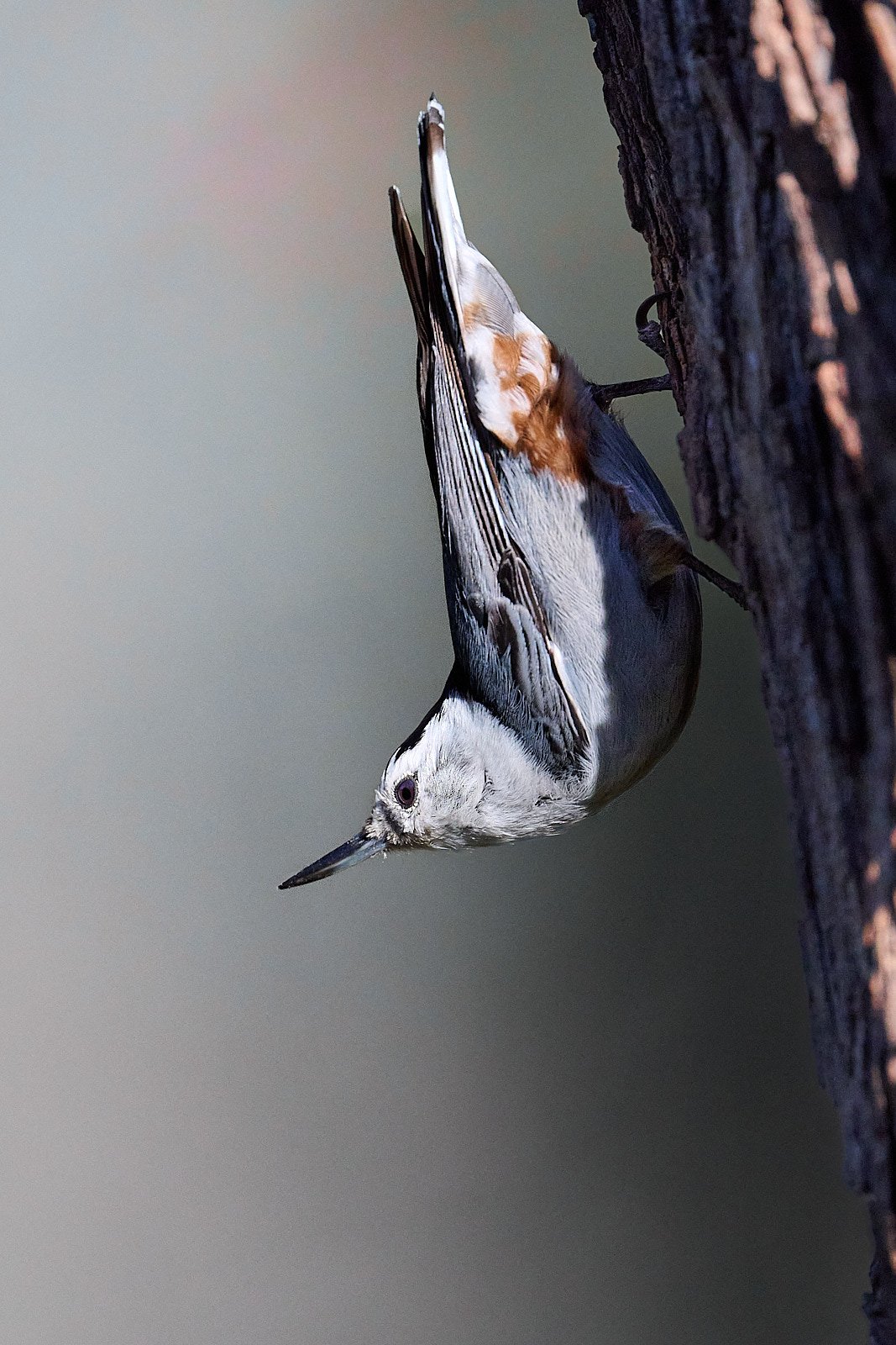 White-breasted Nuthatch