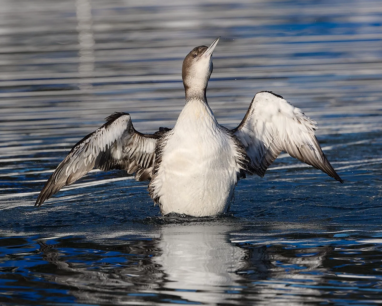 Common Loon
