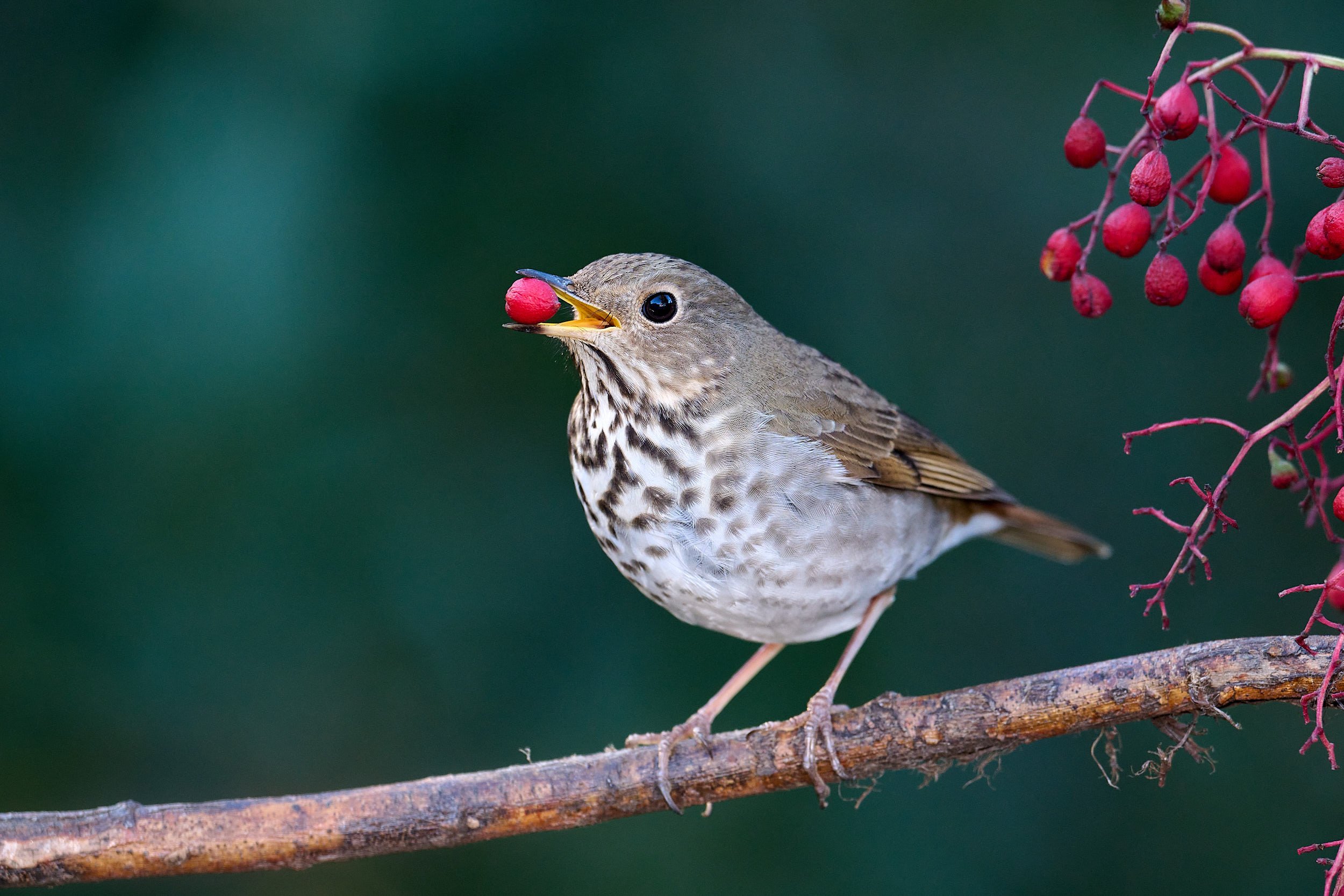 Hermit Thrush