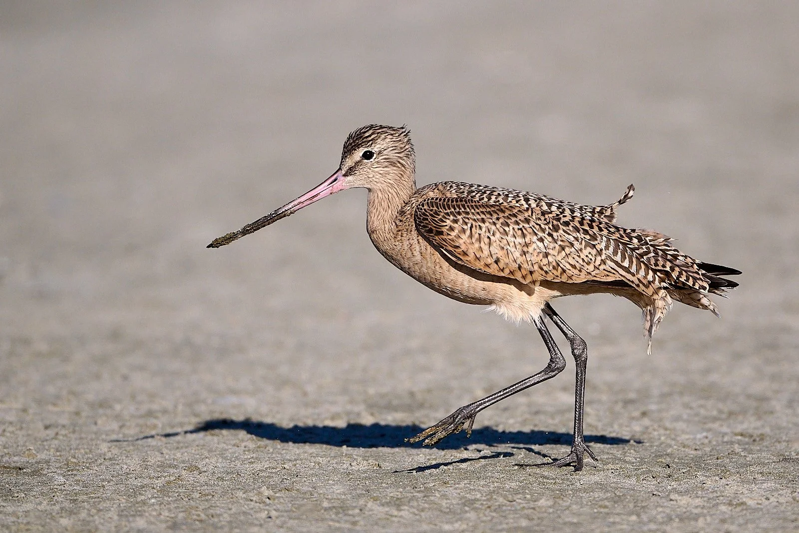 Marbled Godwit