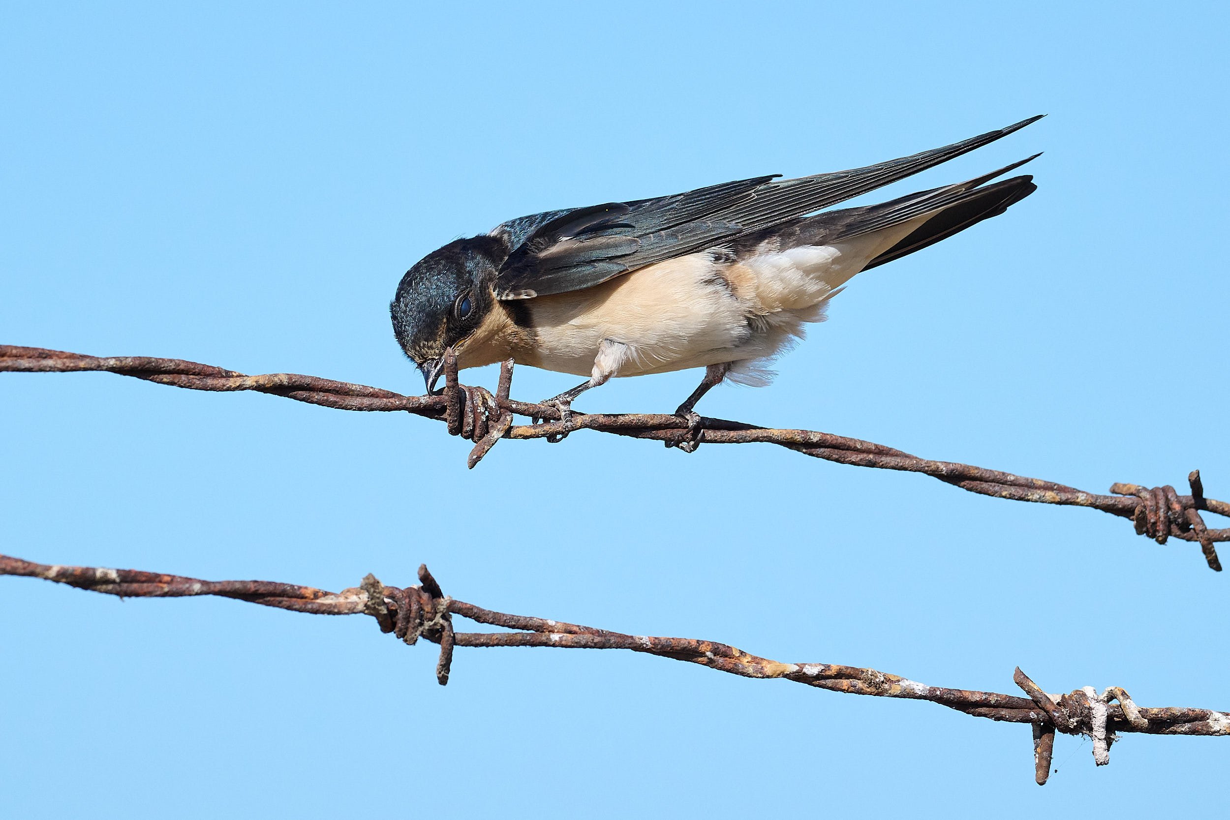 Tree Swallow
