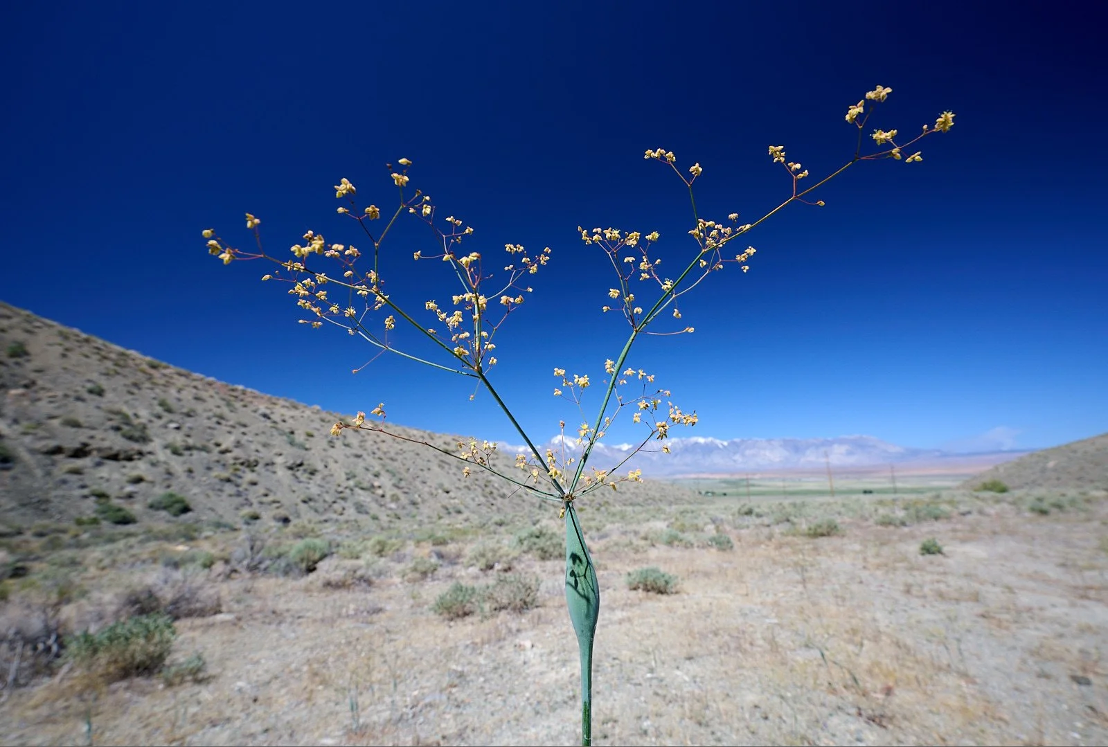 Trumpet buckwheat