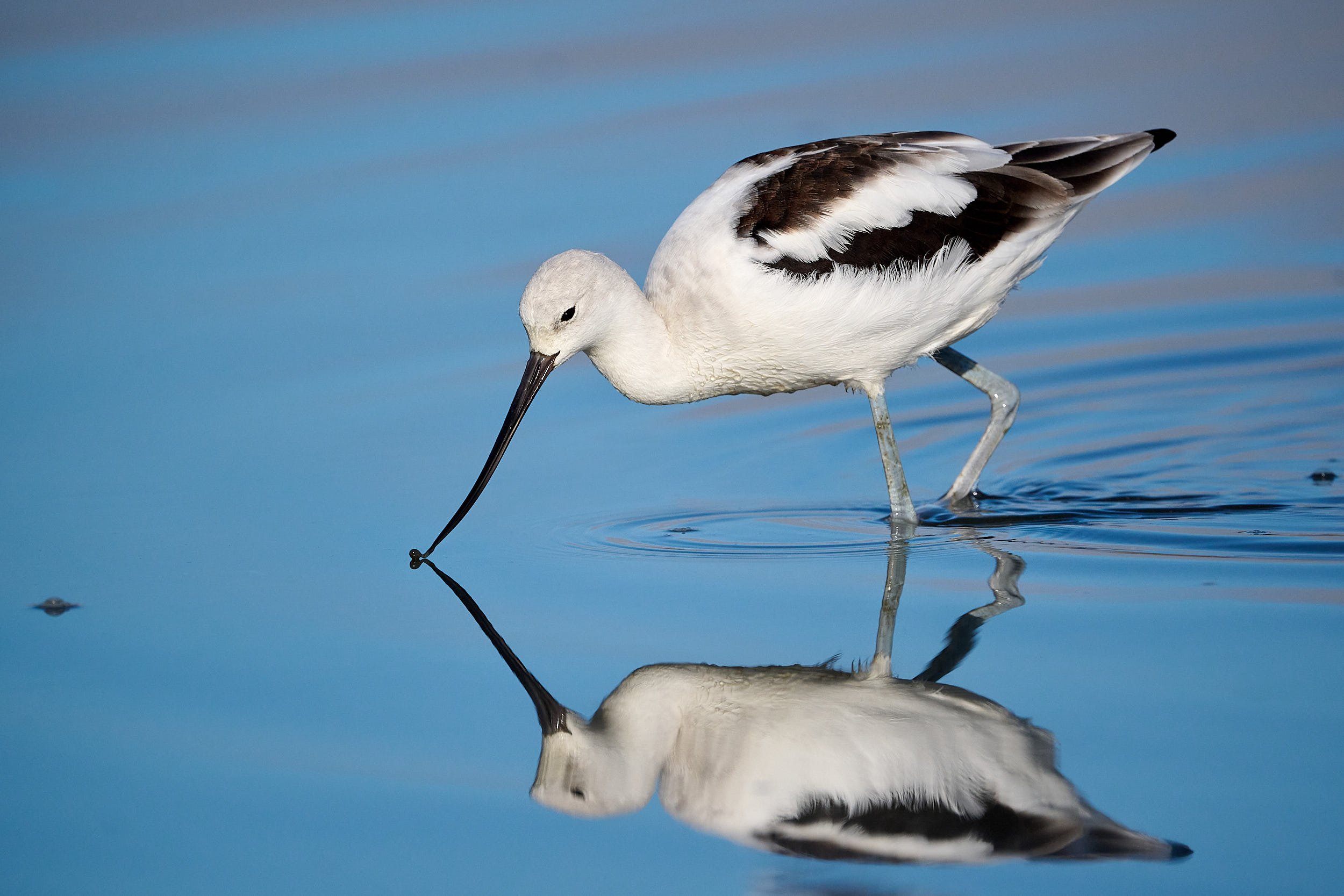Avocet