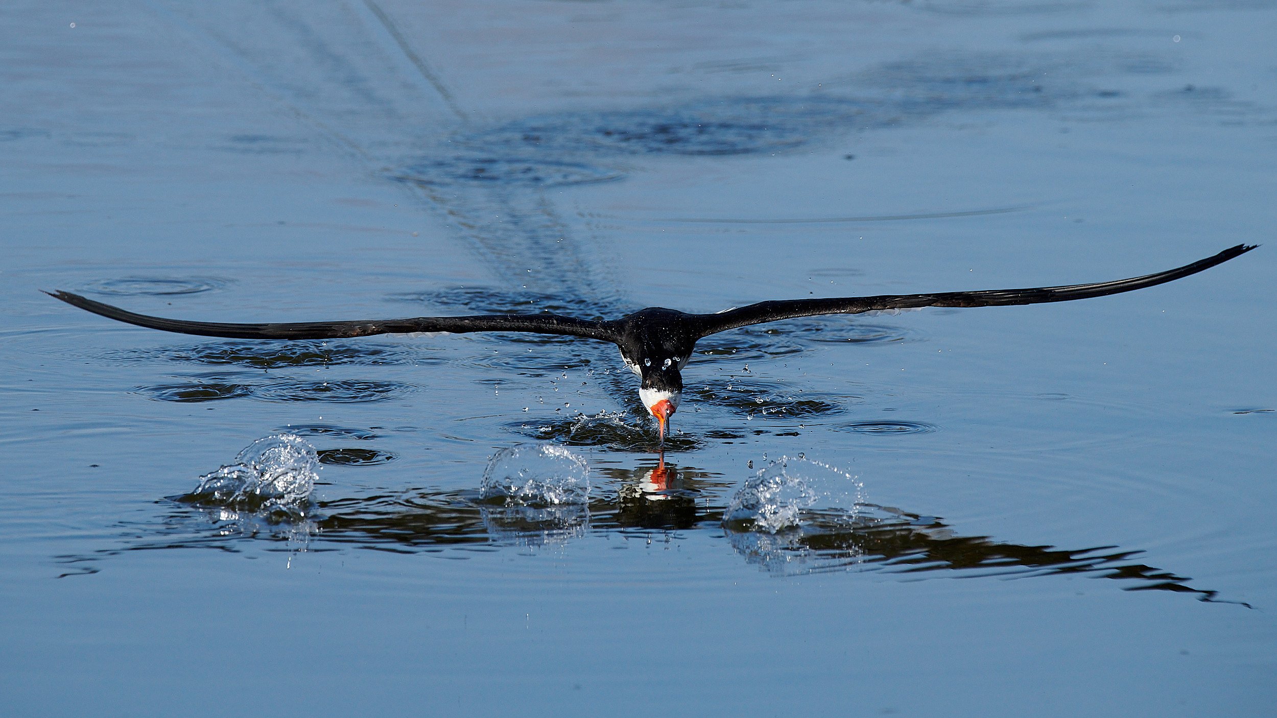 Black Skimmer