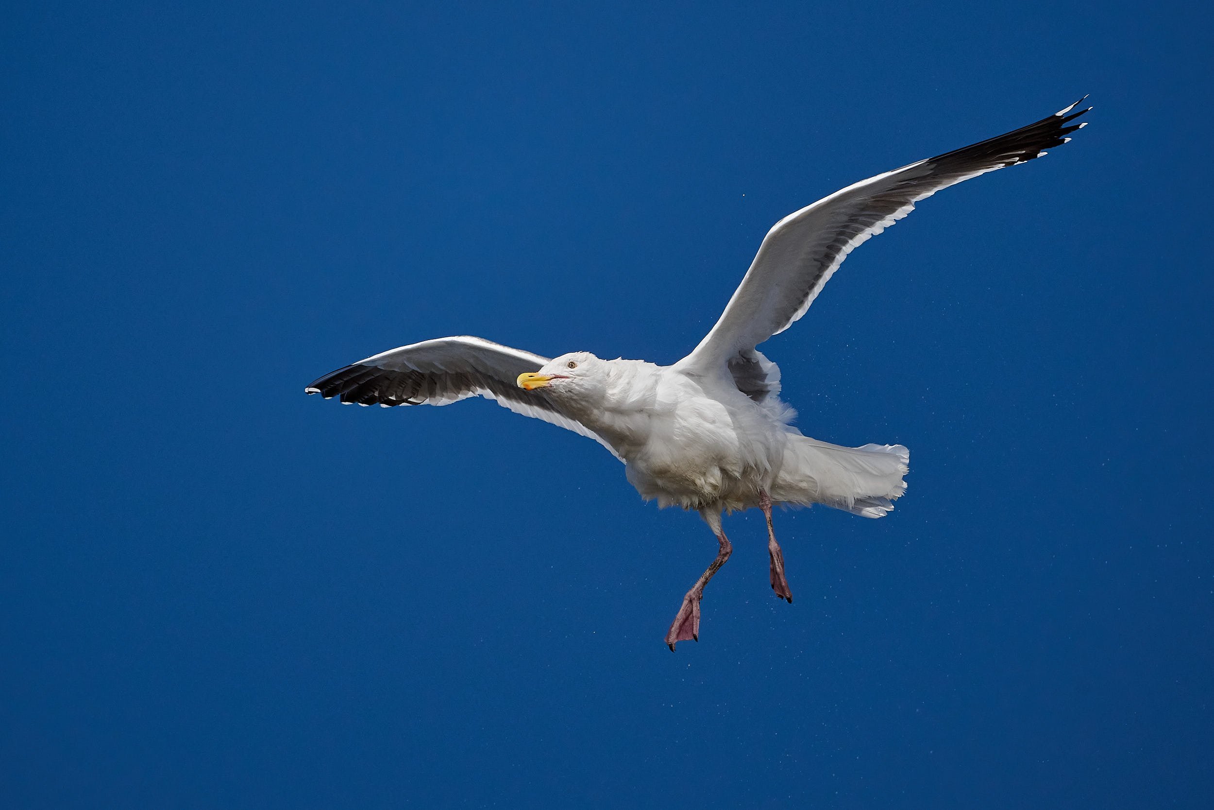 Western Gull