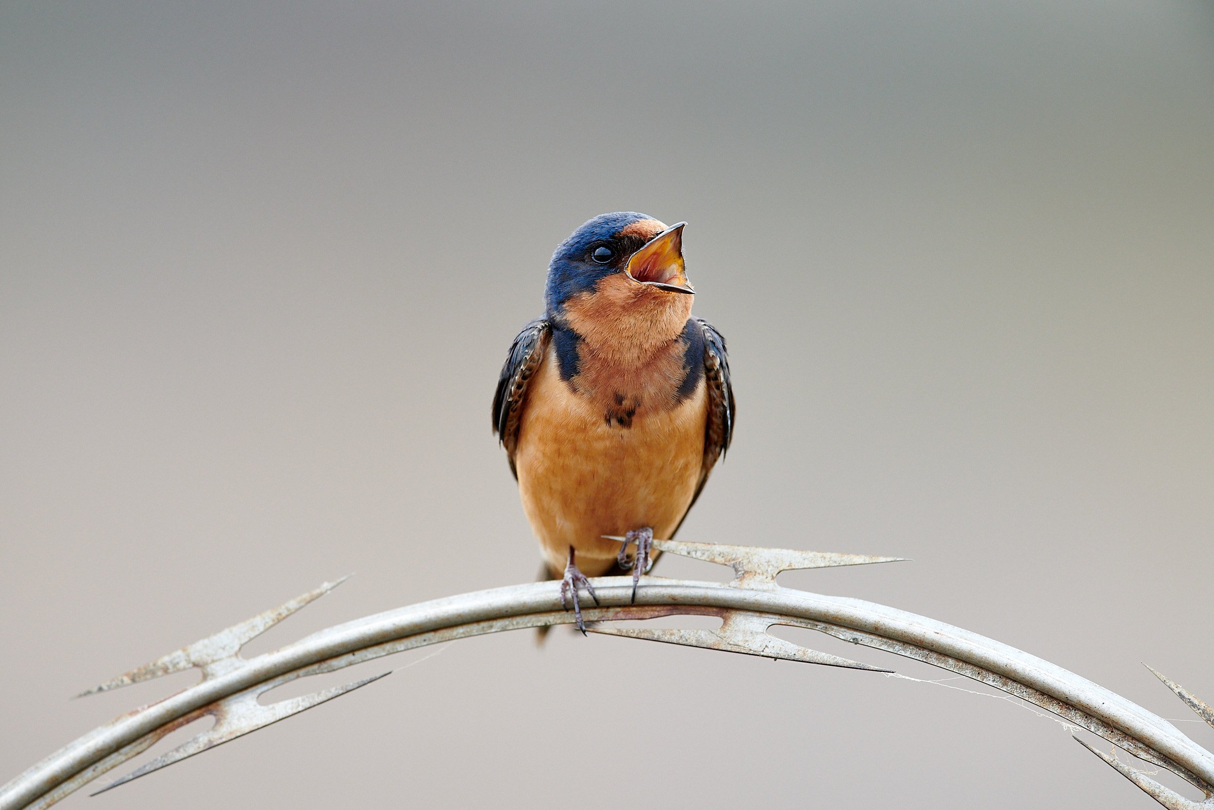 Barn Swallow