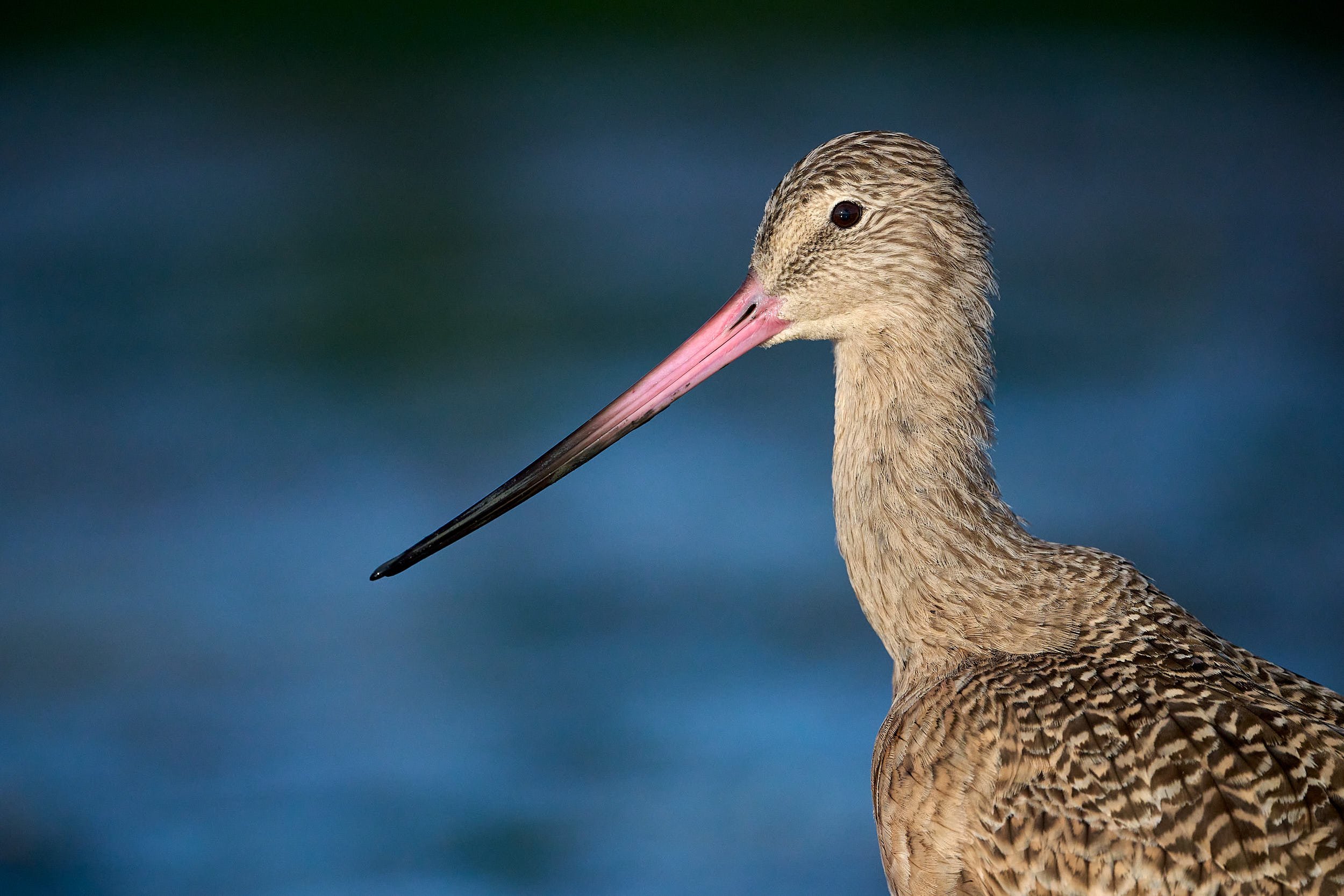 Marbled Godwit