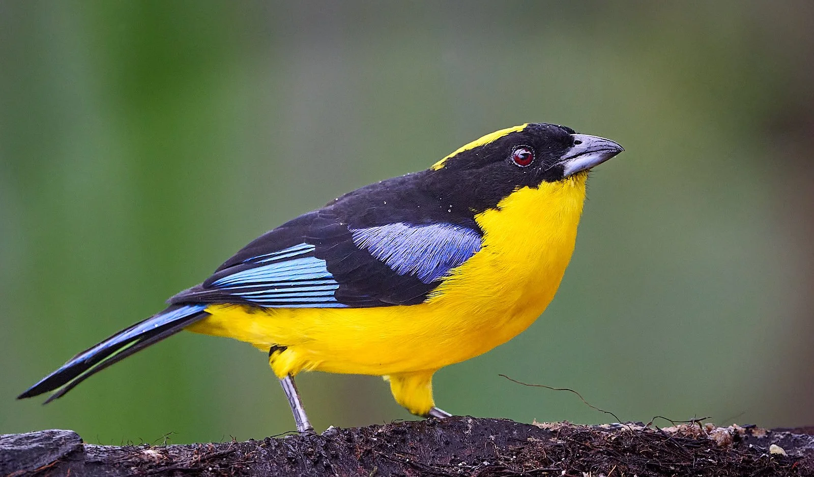 Blue-winged Mountain Tanager