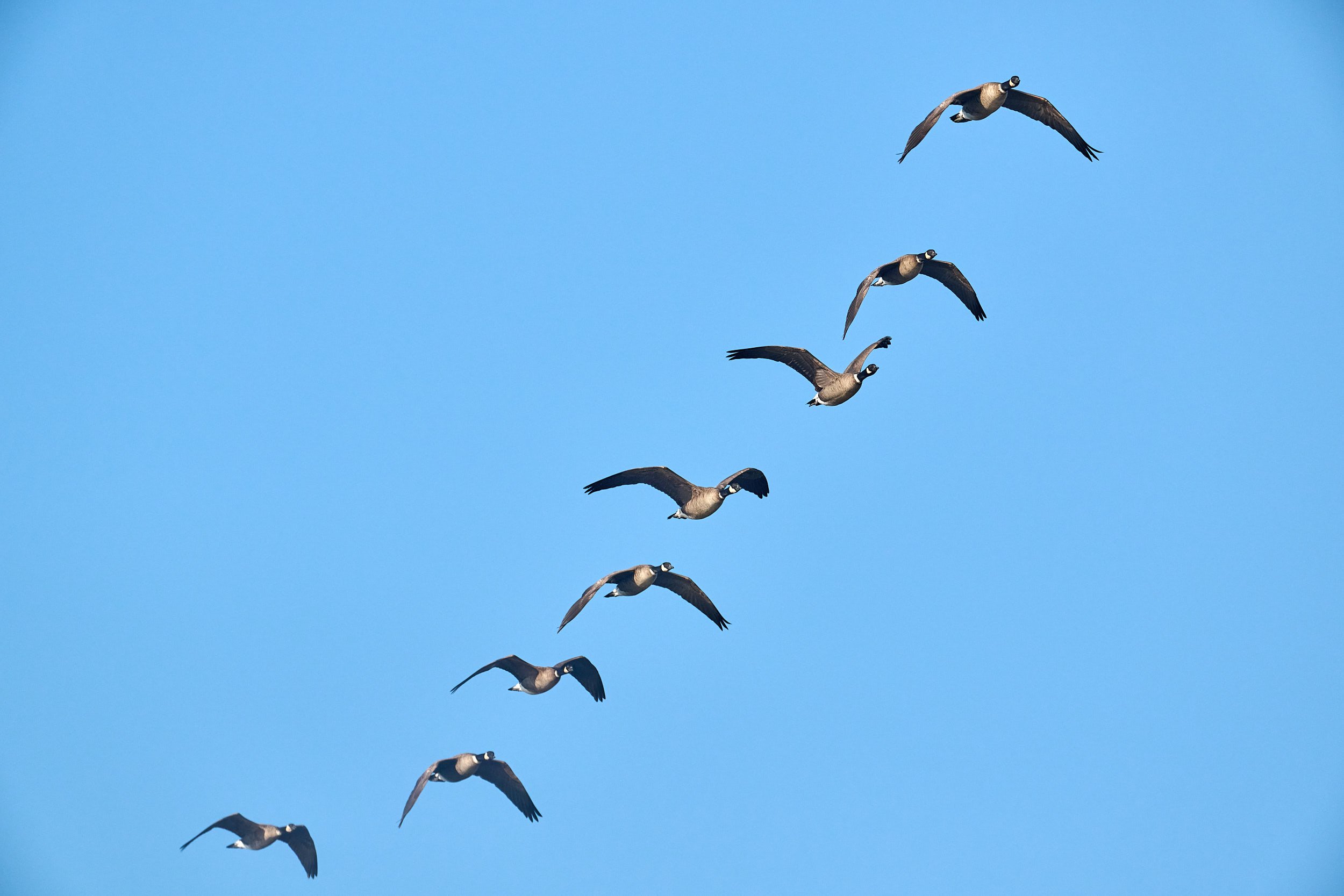 Canada Goose