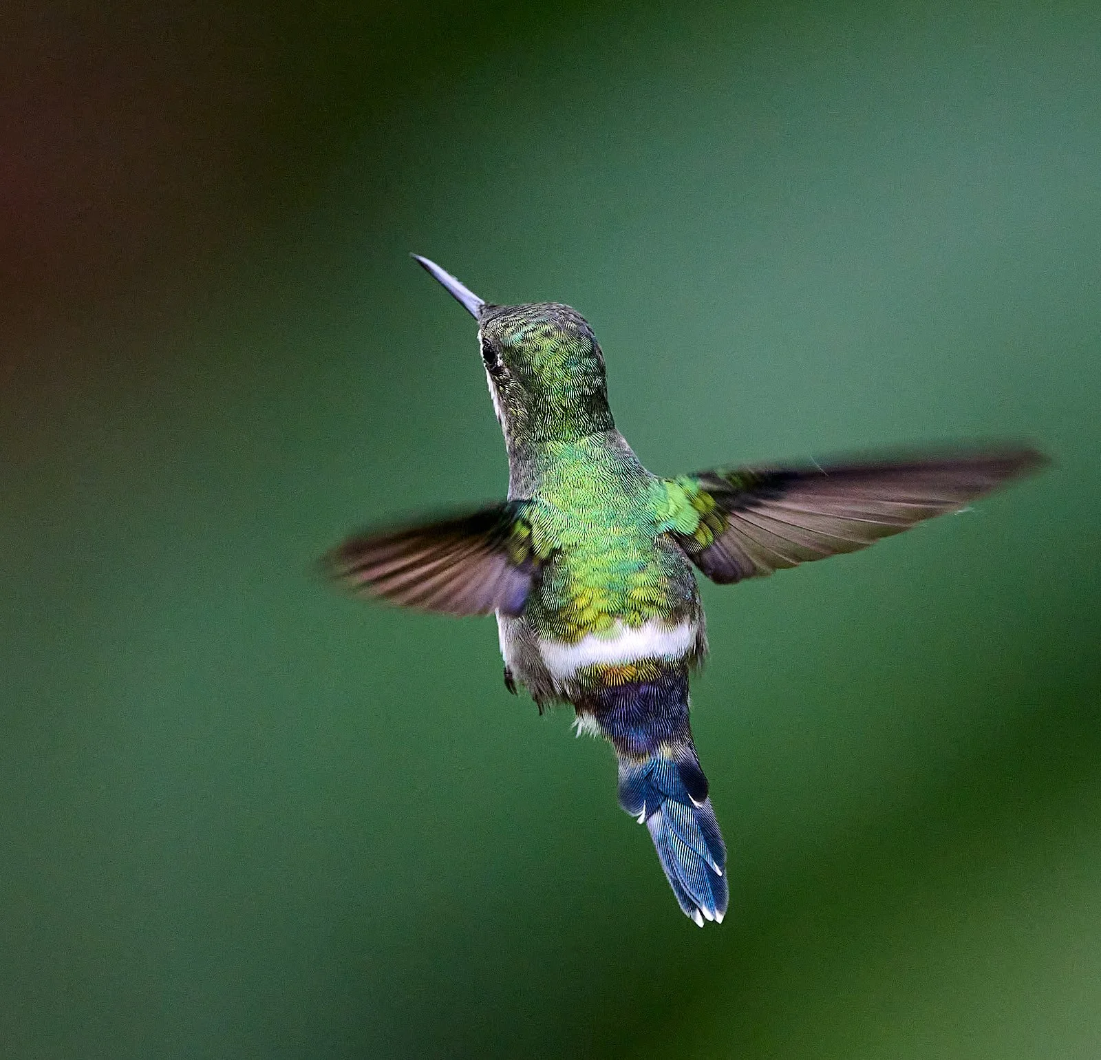 Green Thorntail