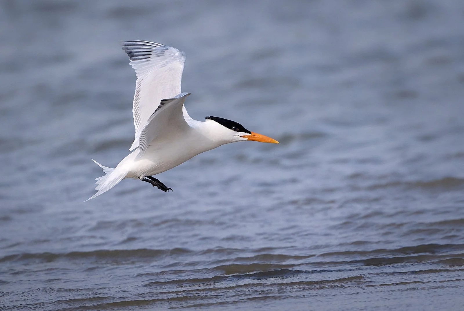 Royal Tern