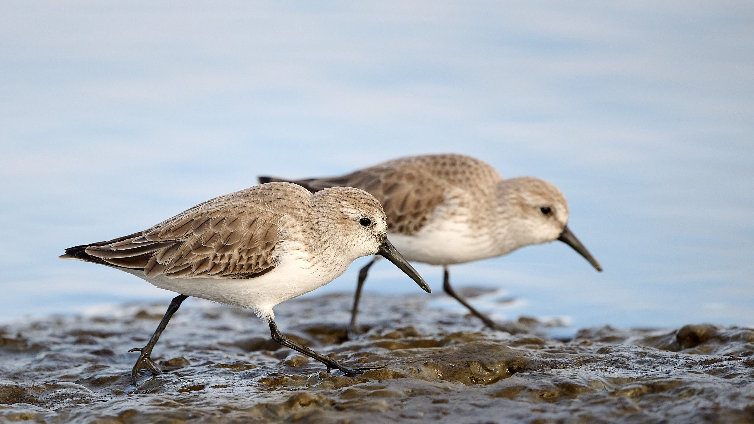 Western Sandpiper