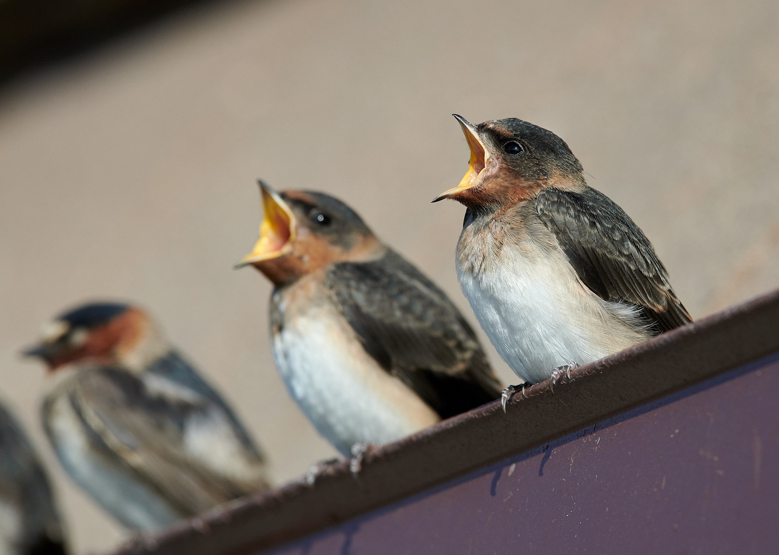 Cliff Swallow