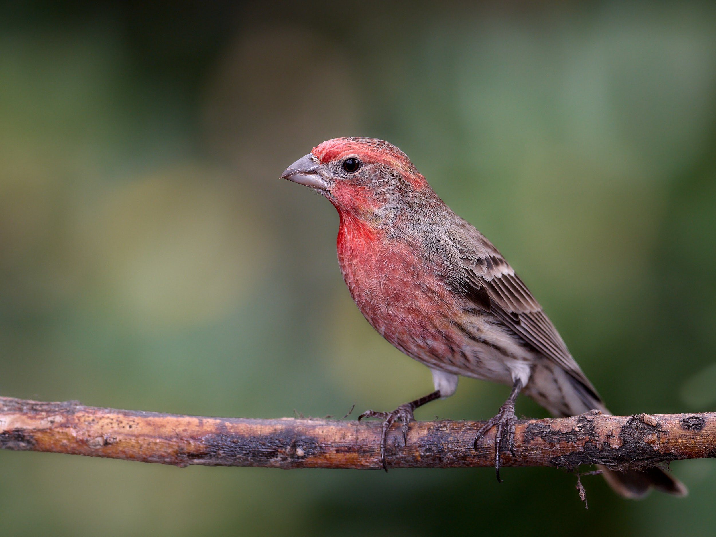 House Finch