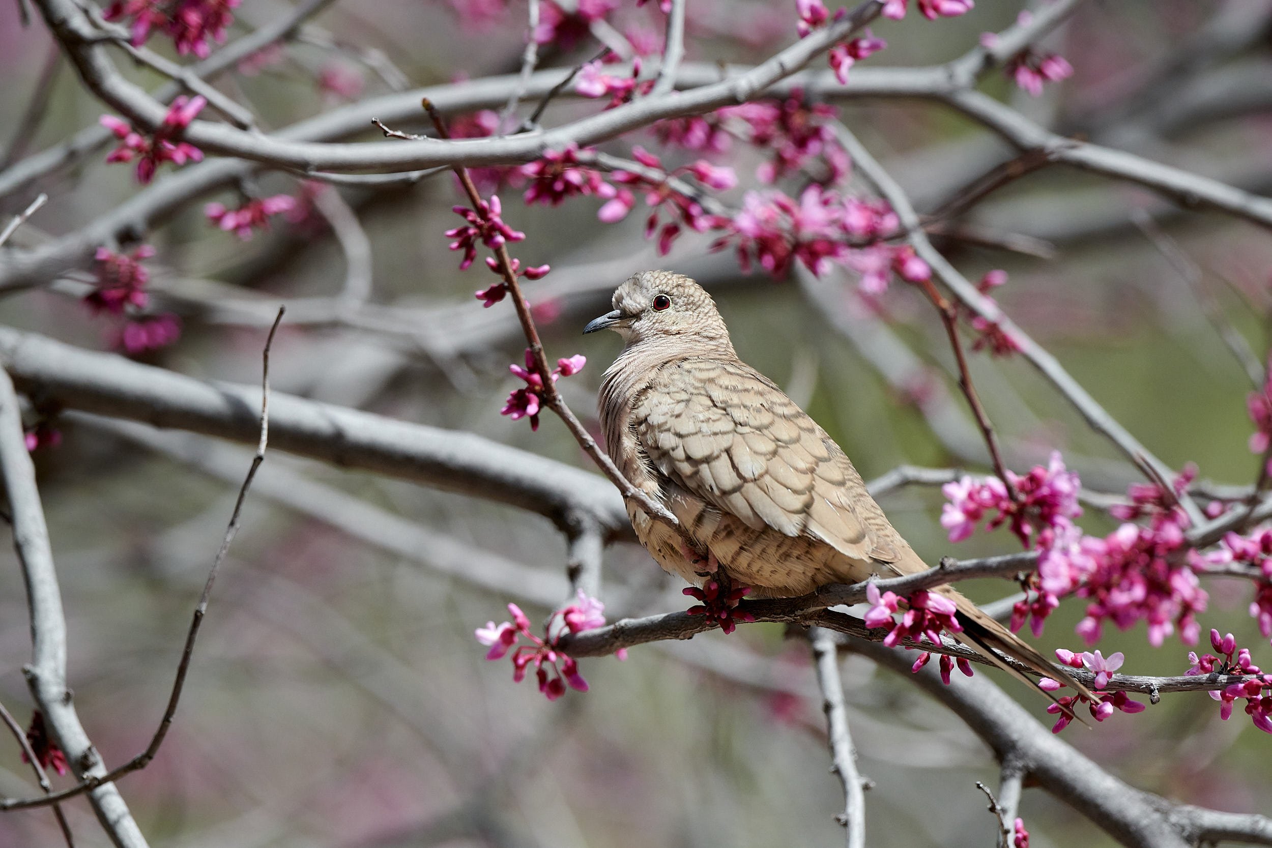 Inca Dove