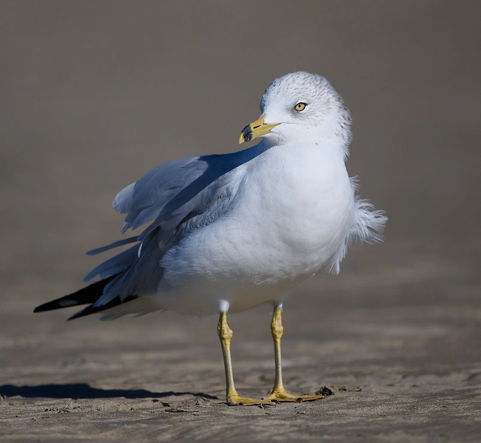 Ring-billed Gull