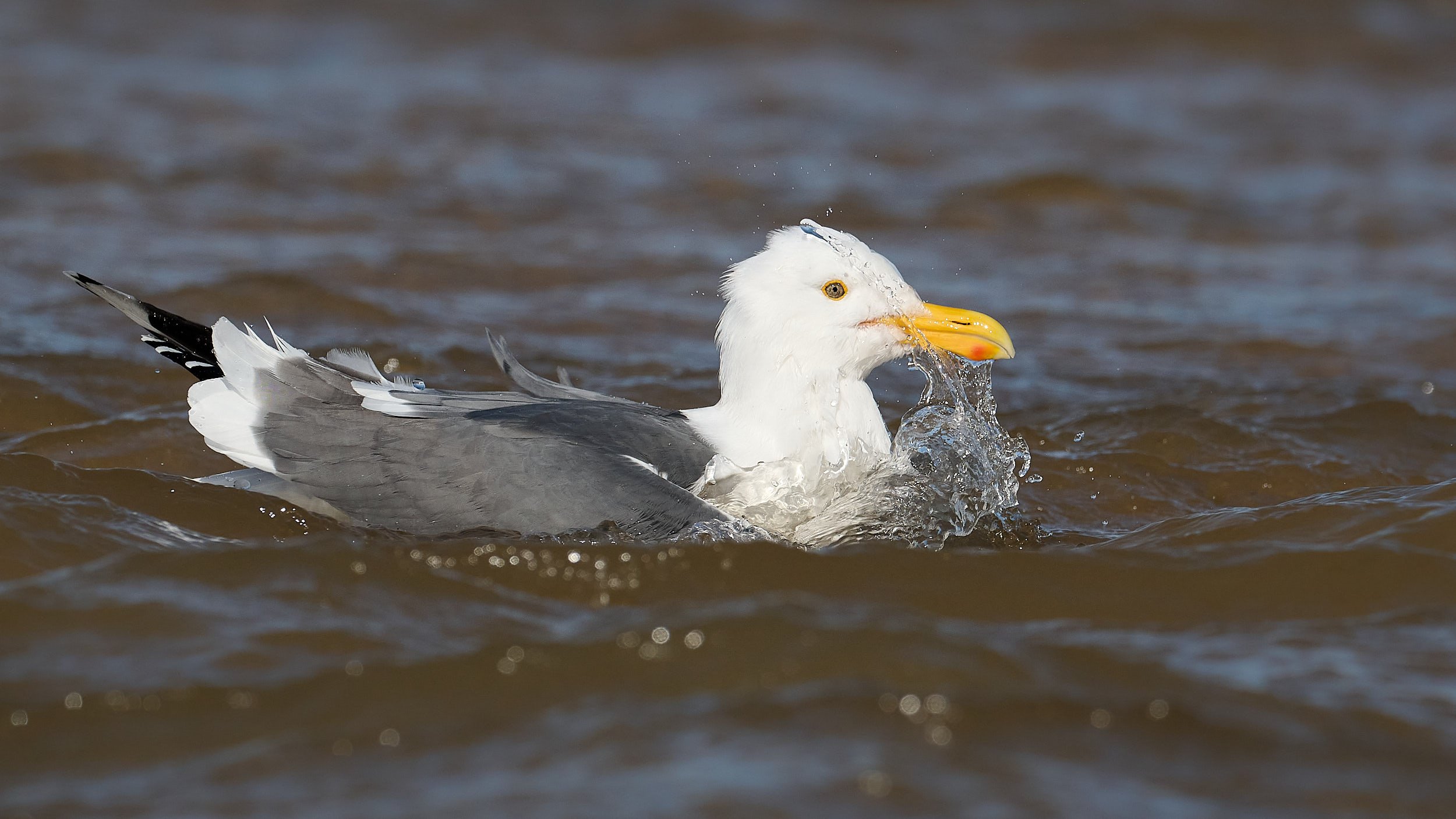 Western Gull