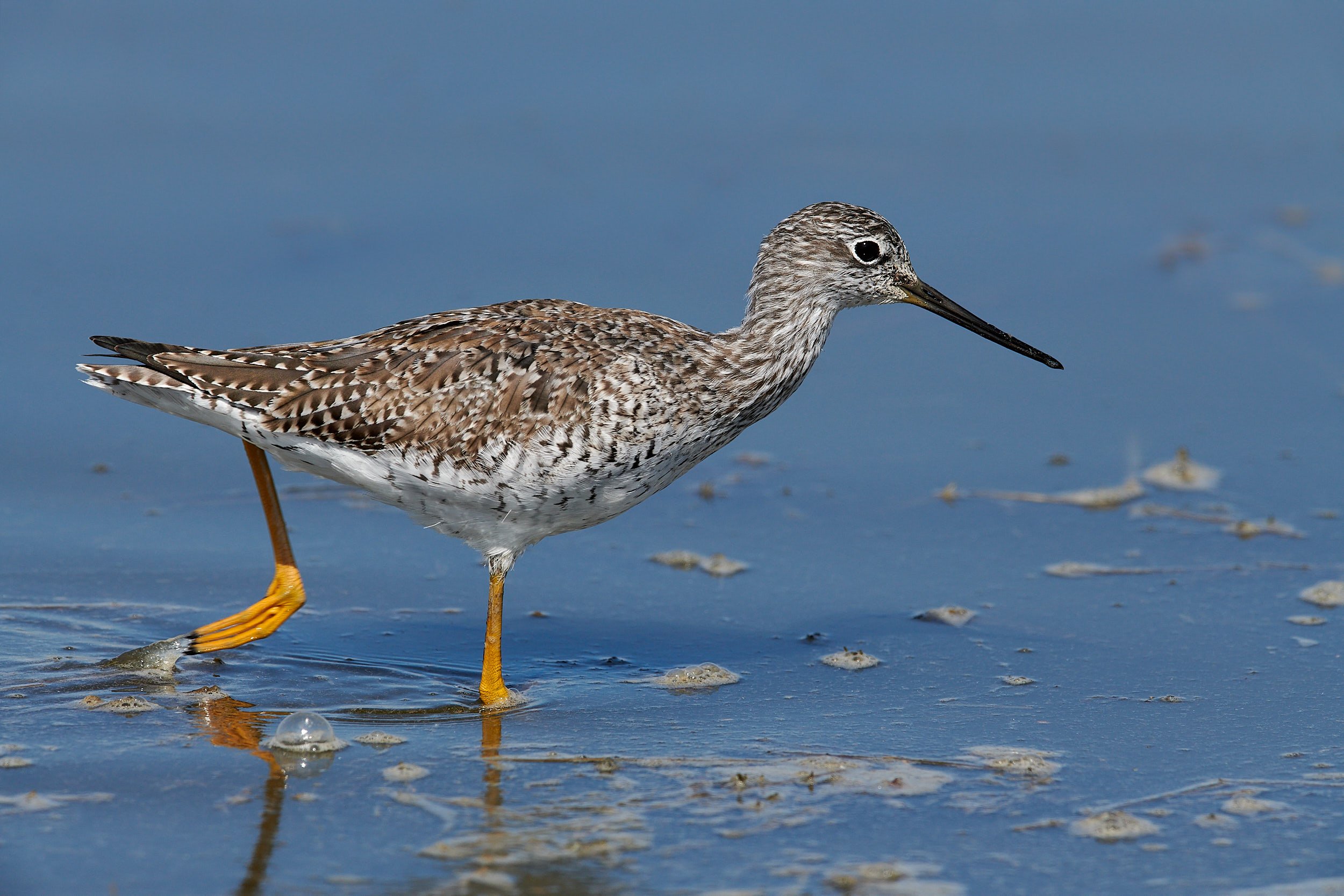 Greater Yellowlegs