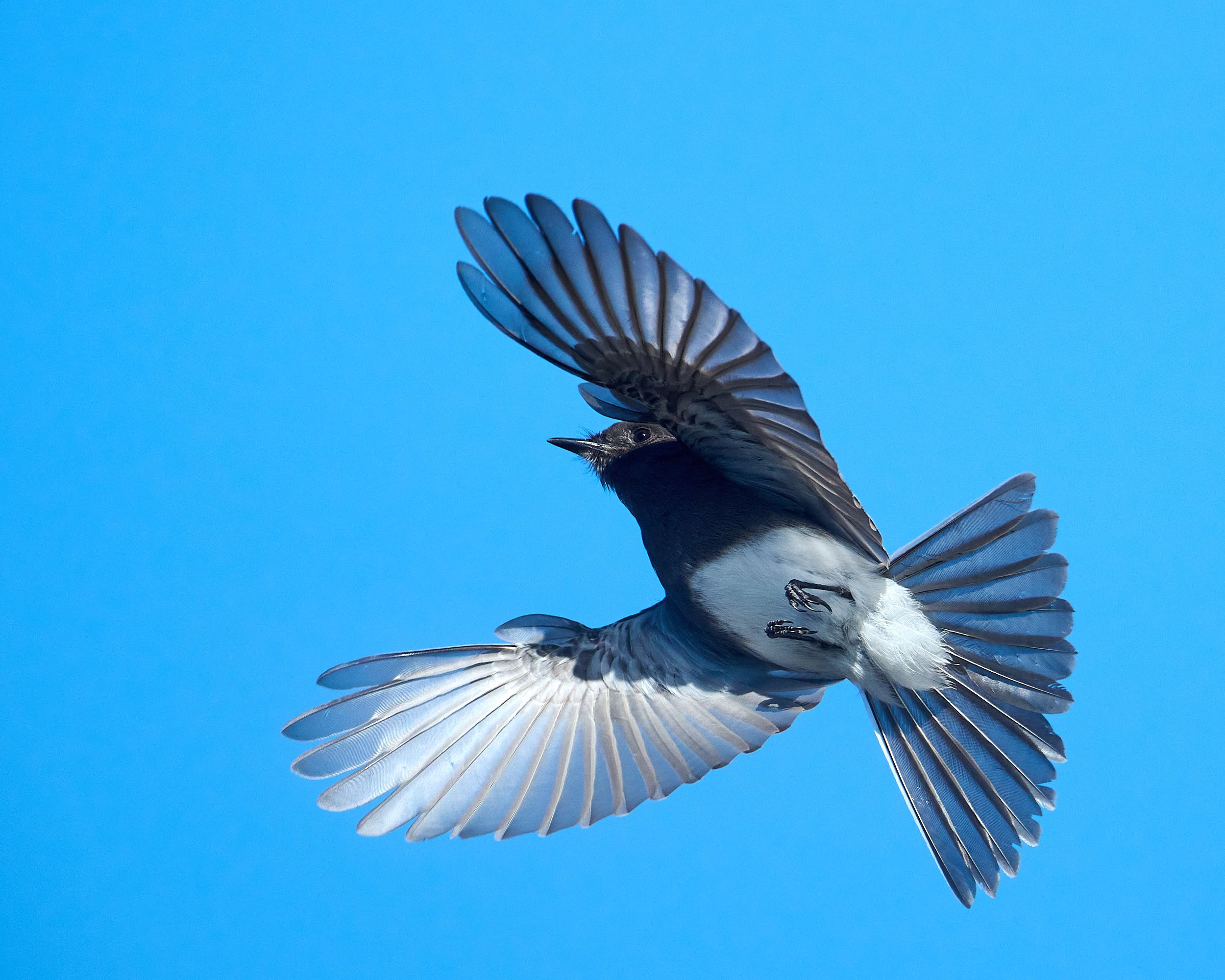 Black Phoebe
