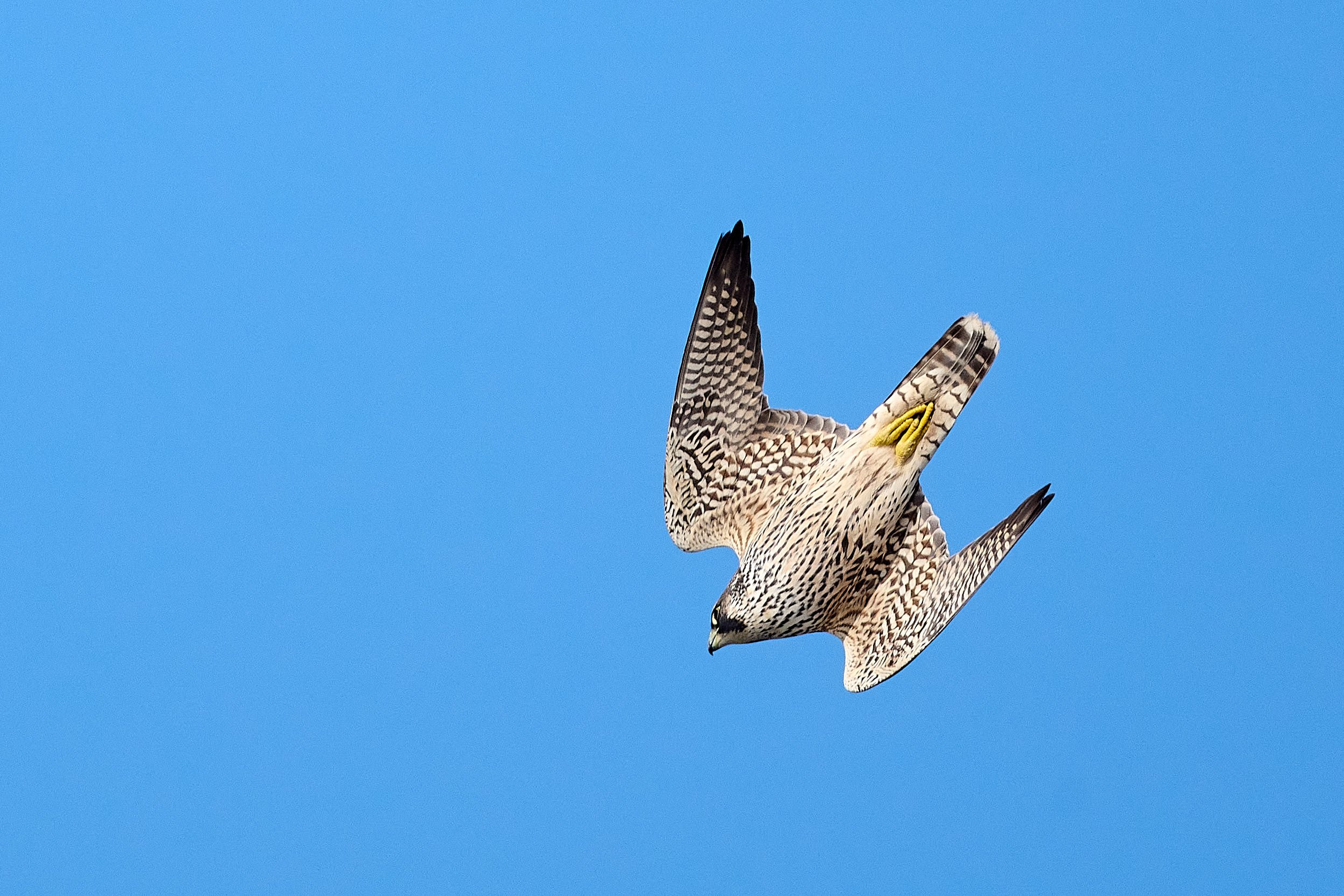 Peregrine Falcon
