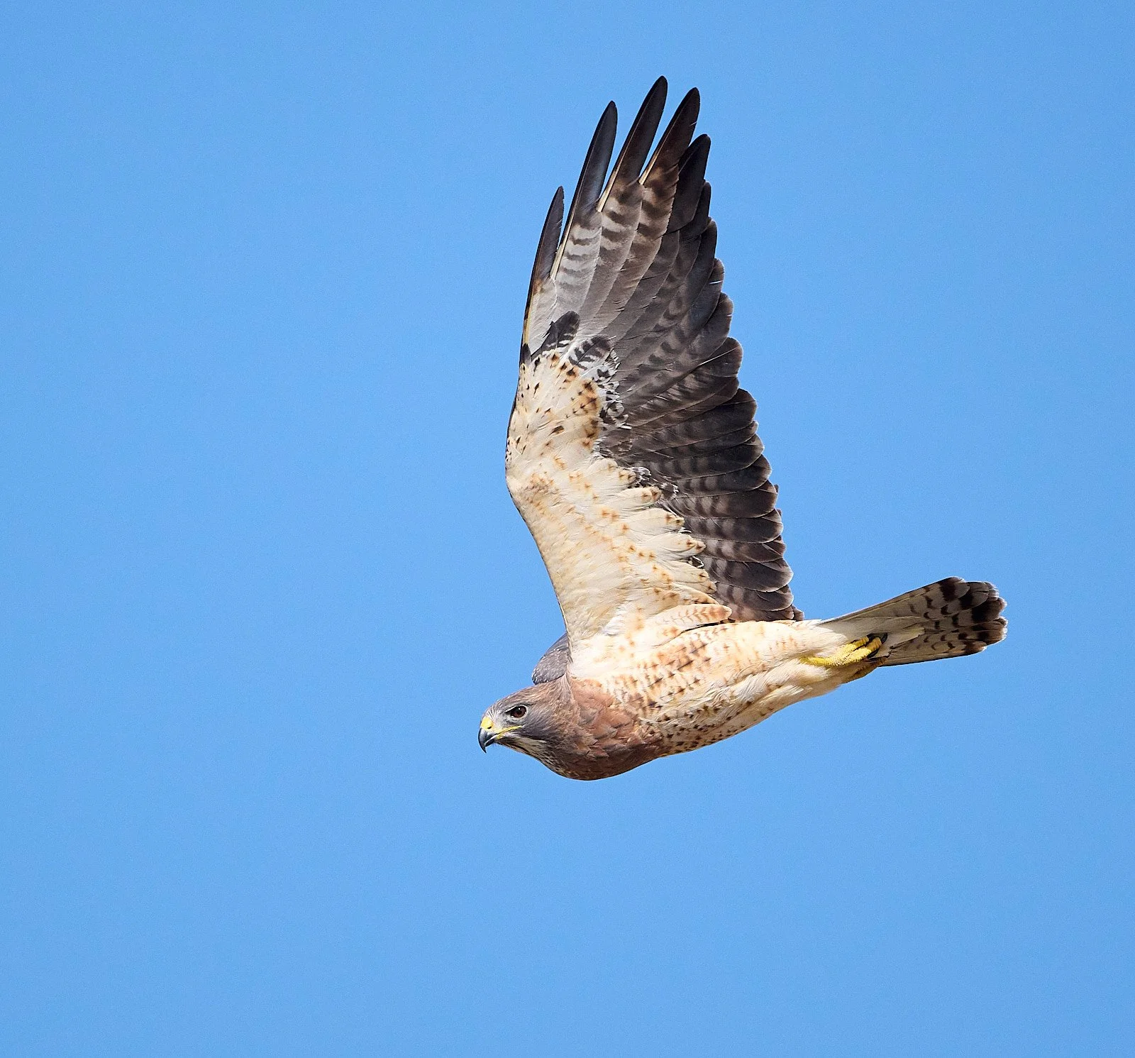 Swainson's Hawk