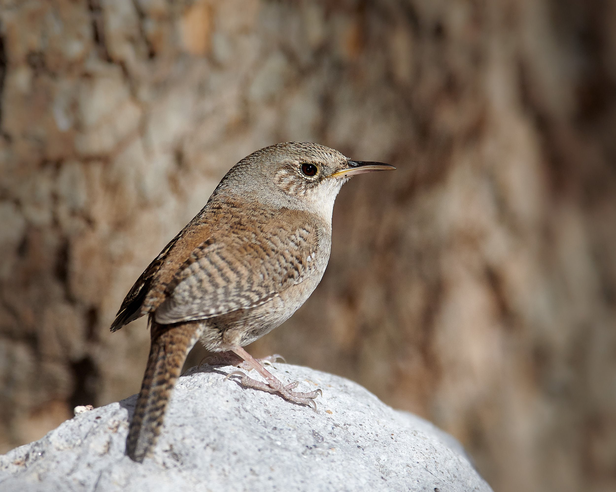 House Wren