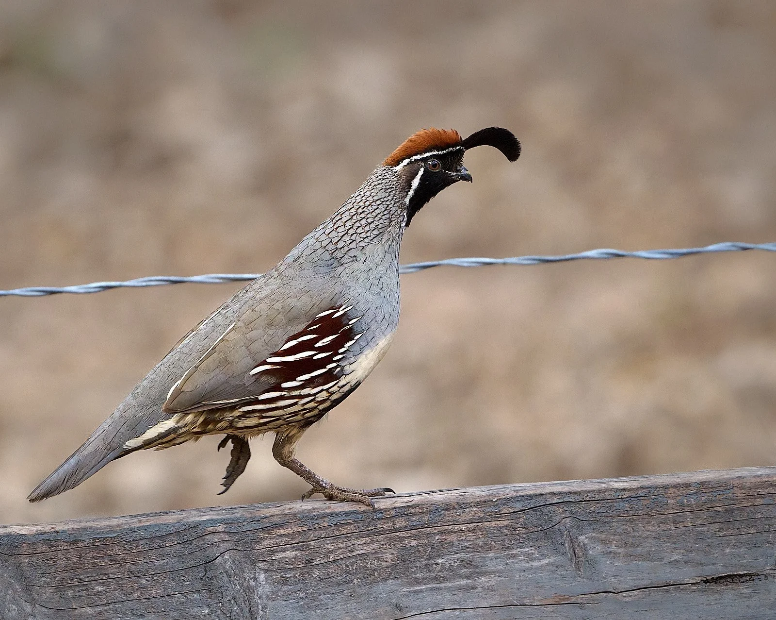 Gambel's Quail