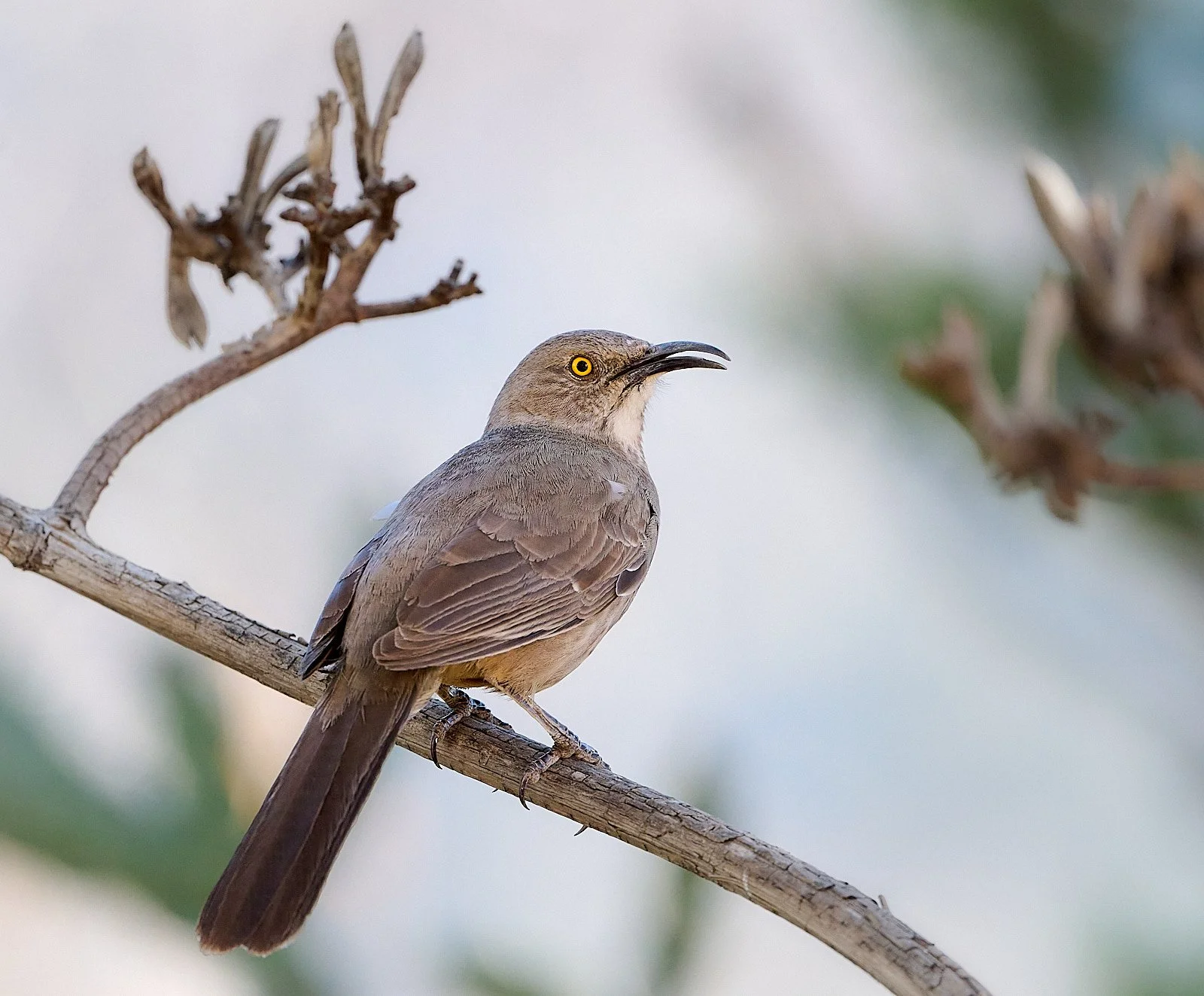 Curve-billed Thrasher