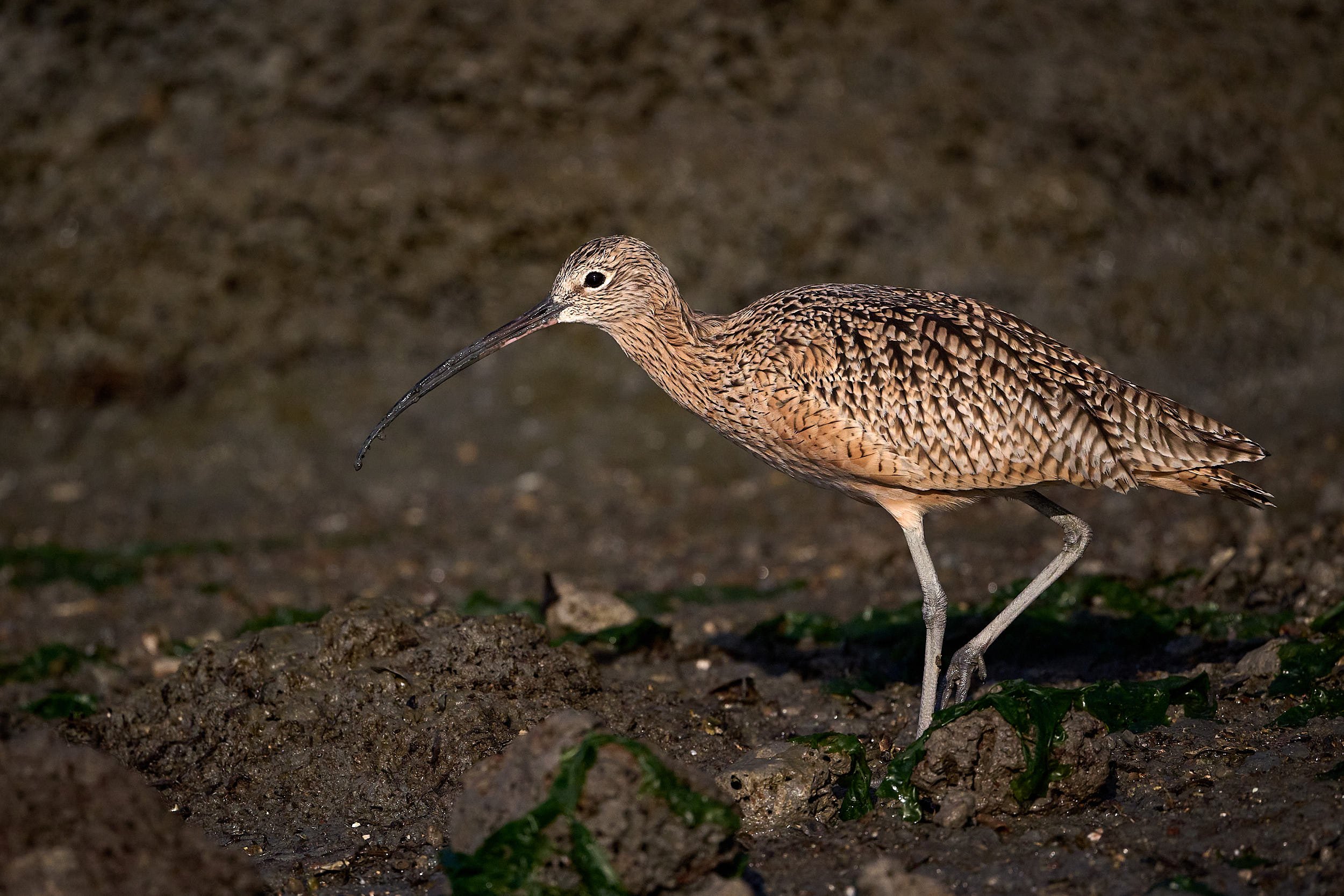 Long-billed Curlew