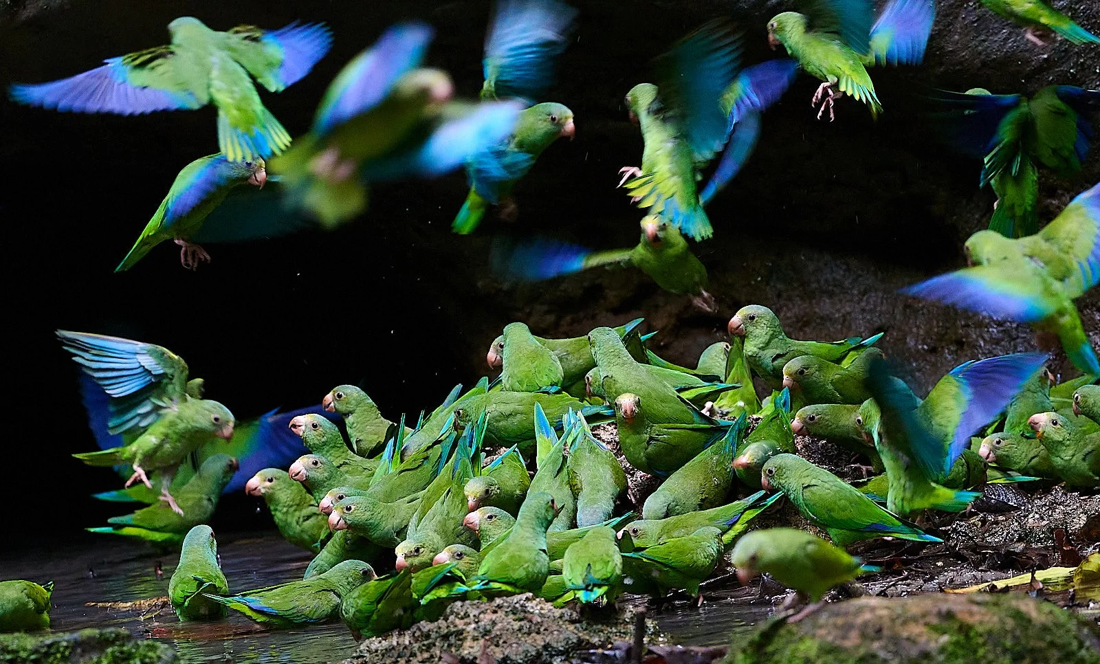 Cobalt-winged Parakeet