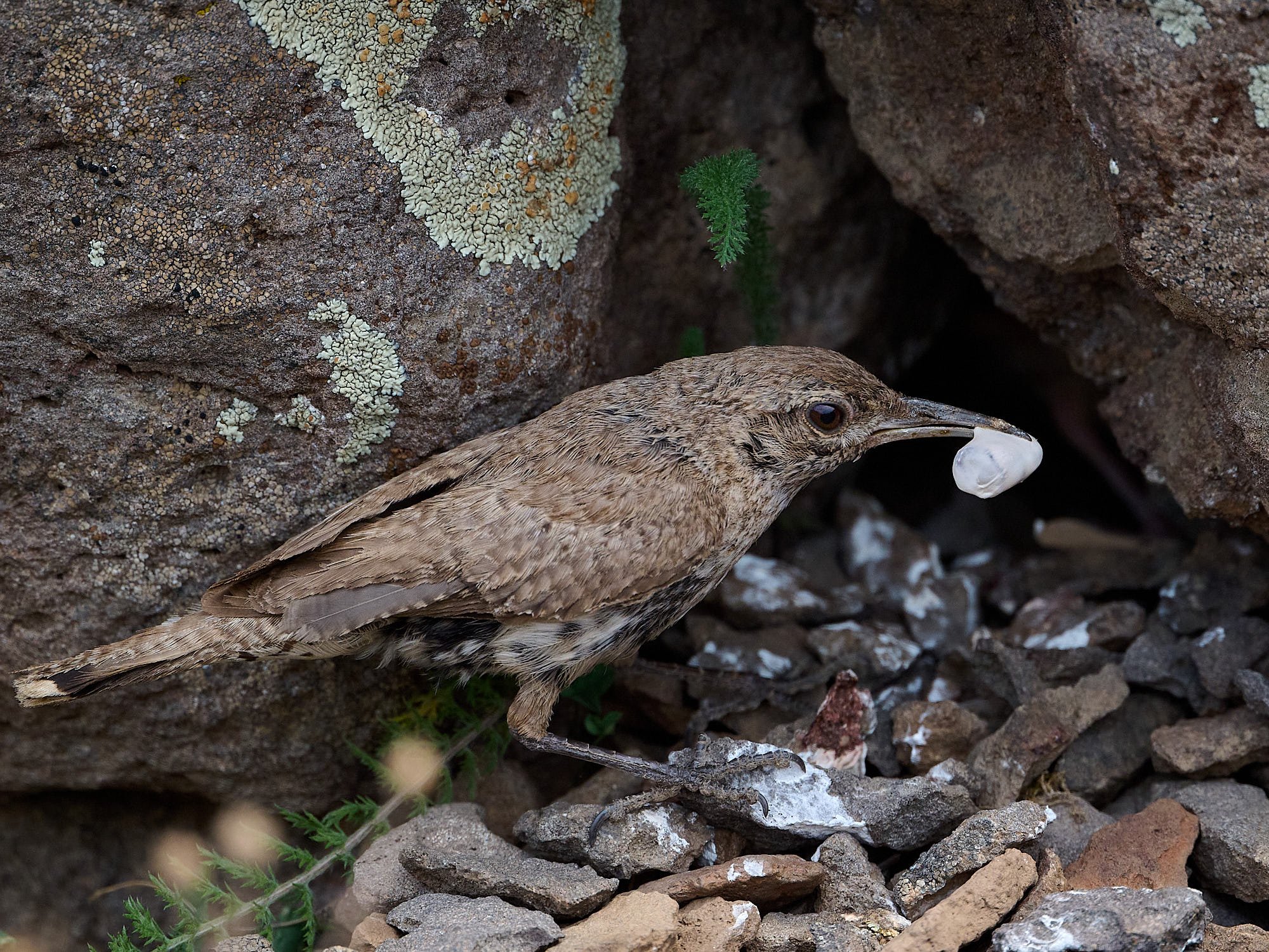 Rock Wren