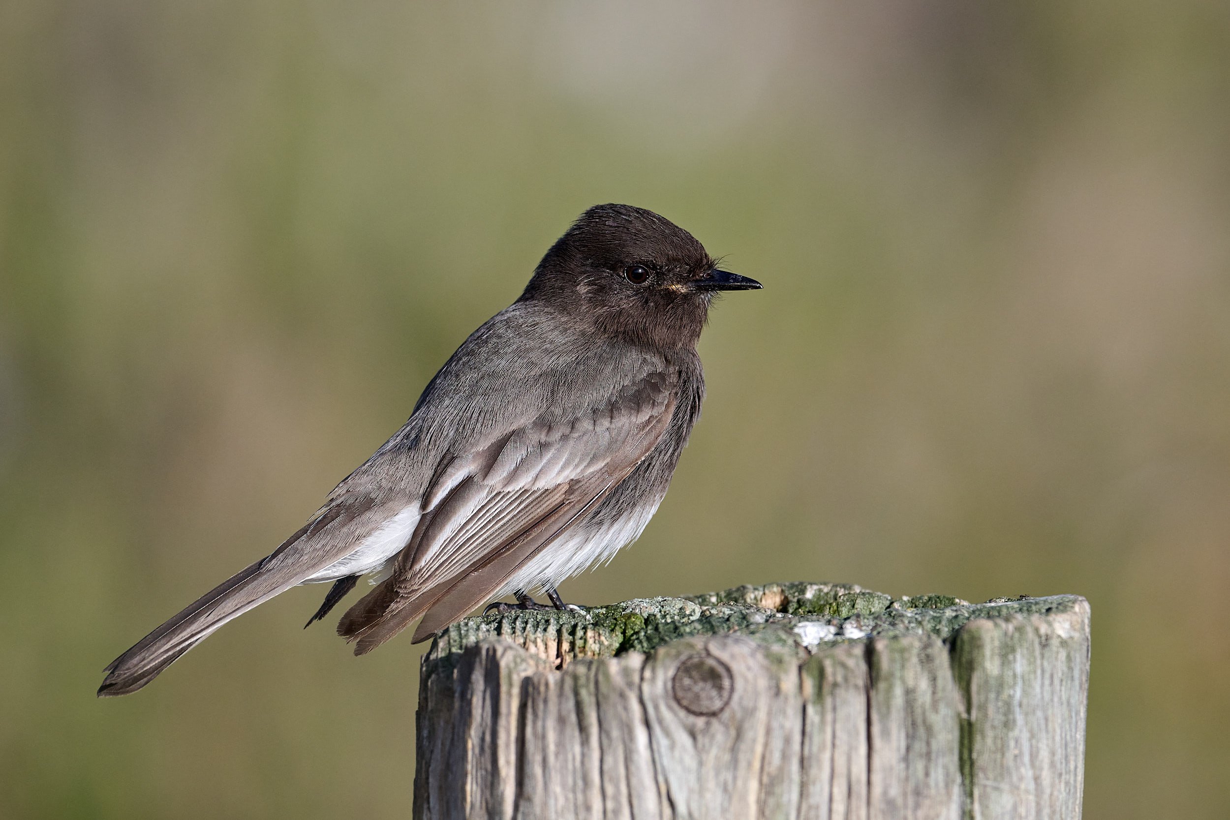 Black Phoebe