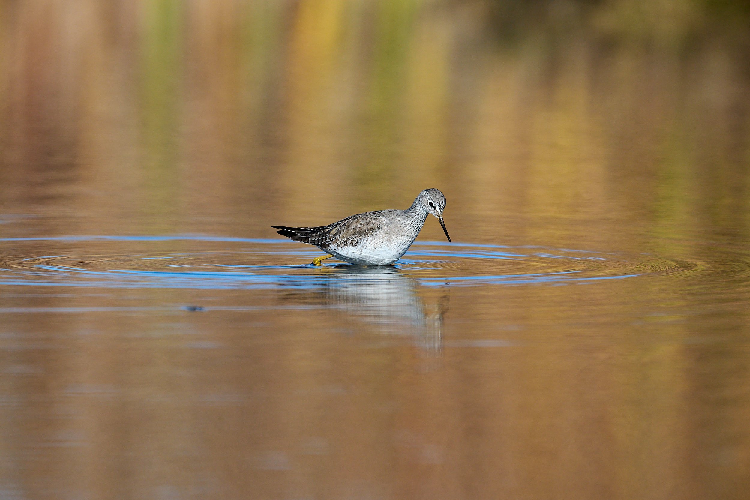 Lesser Yellowlegs