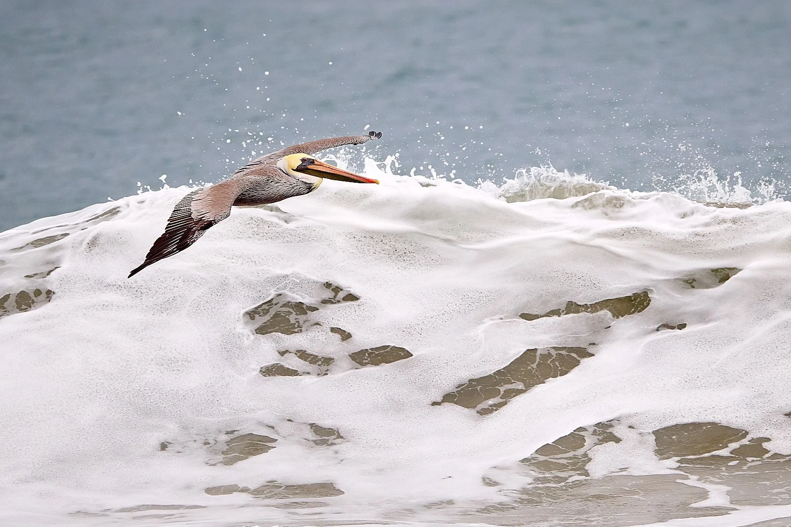 Brown Pelican