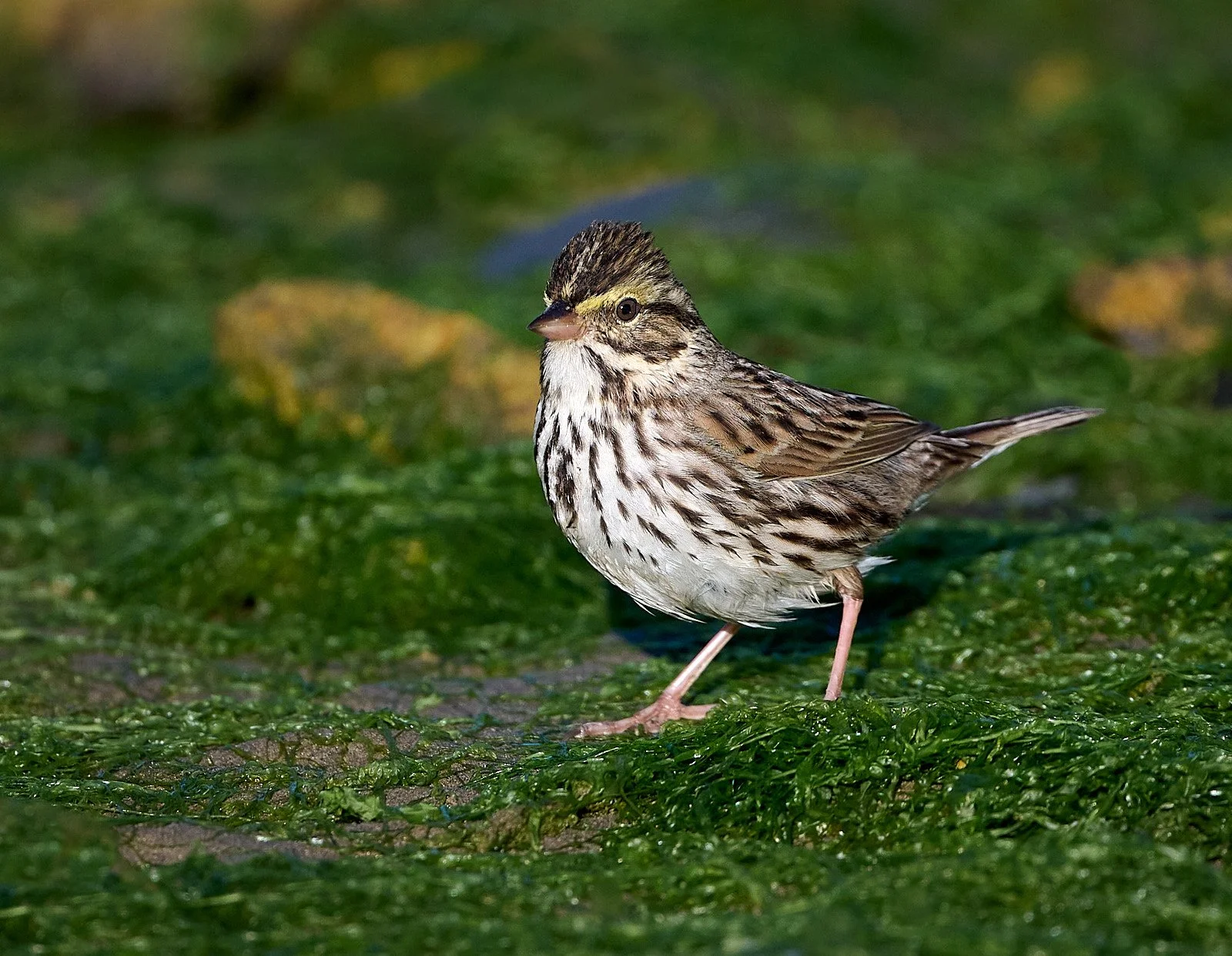 Savannah Sparrow