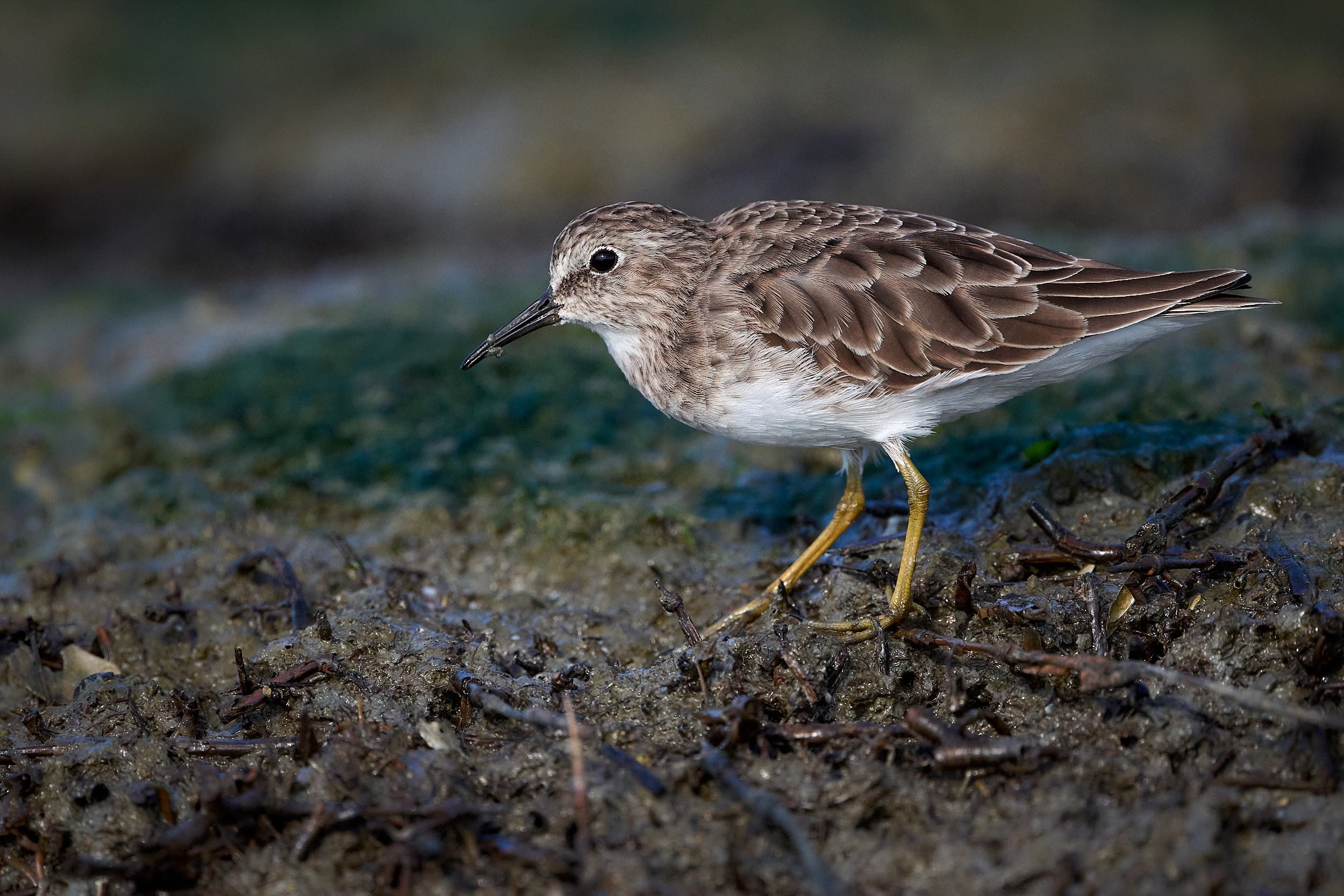 Least Sandpiper