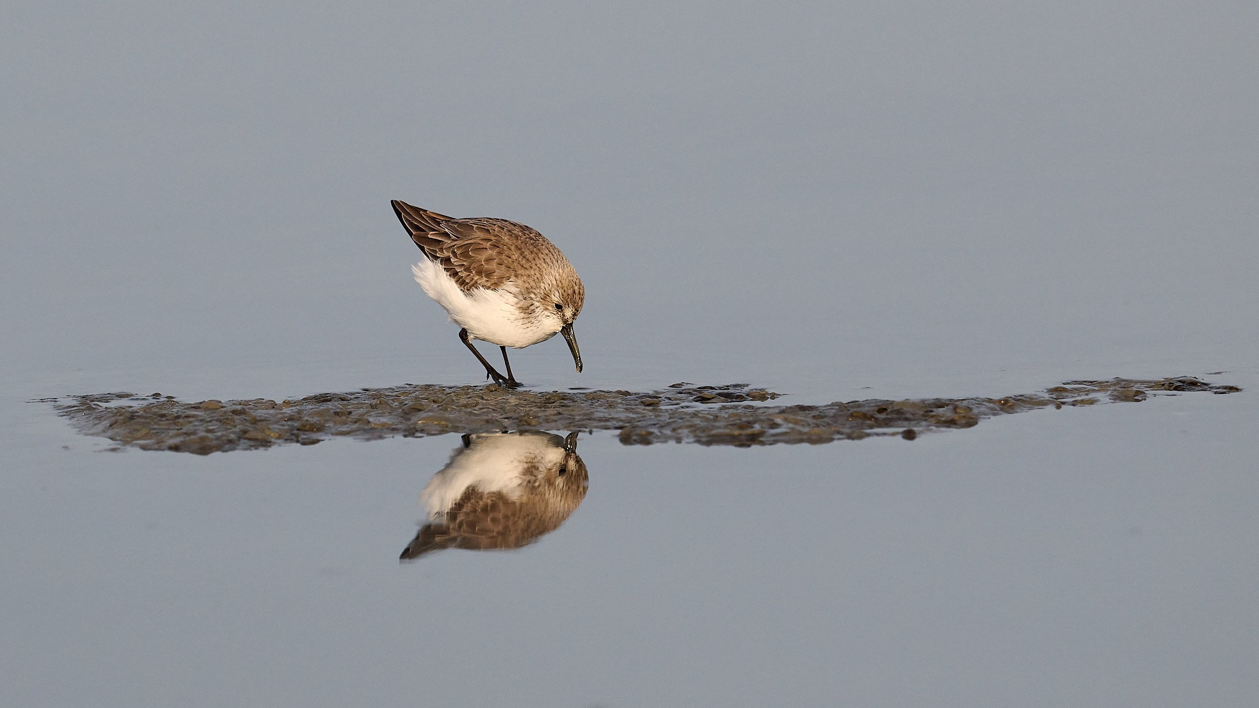 Western Sandpiper
