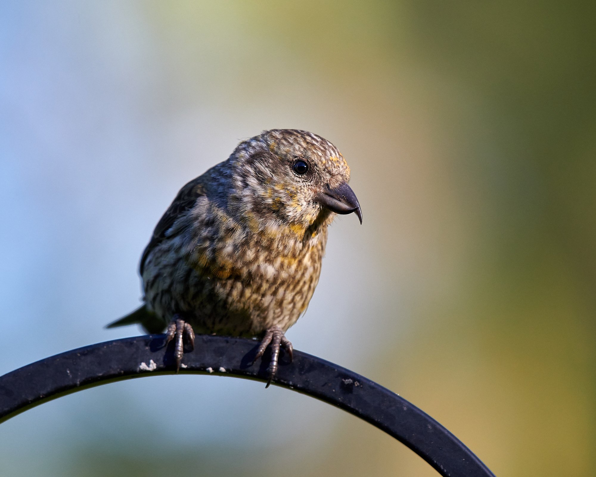 Red Crossbill