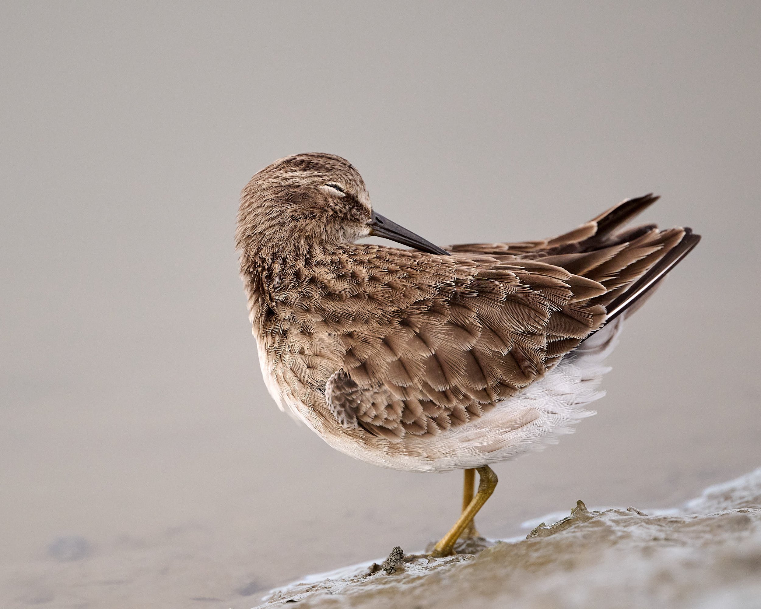 Least Sandpiper