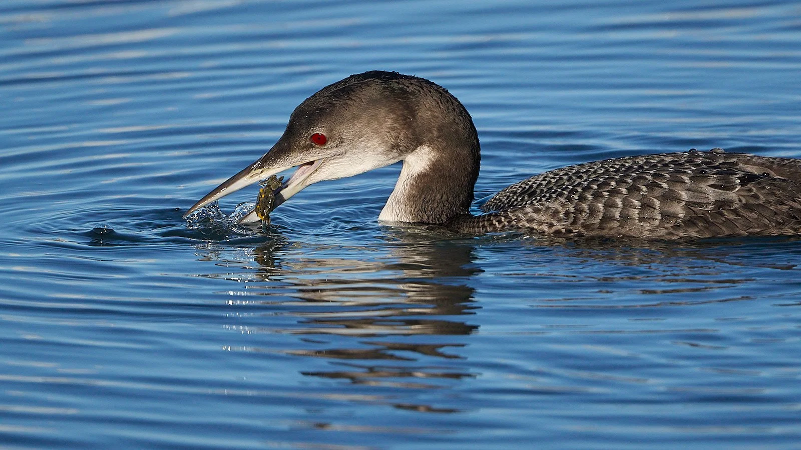 Common Loon