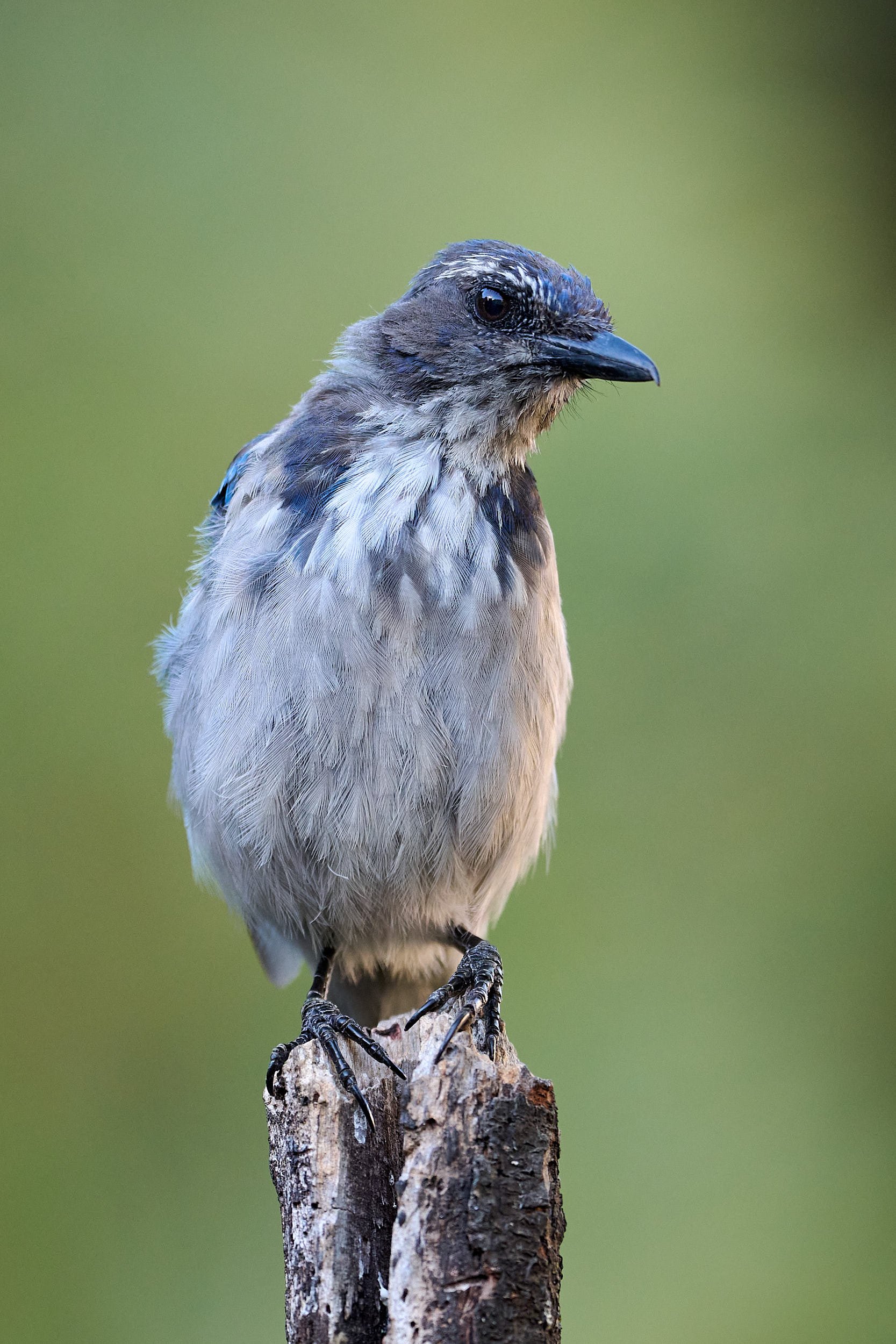 Woodhouse's Scrub-Jay